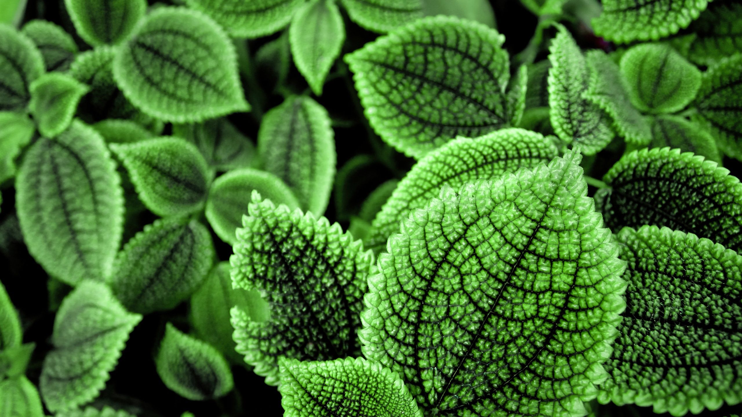 2560x1440 Green leaves Wallpaper 4K, Botanical garden, Foliage, Geneva