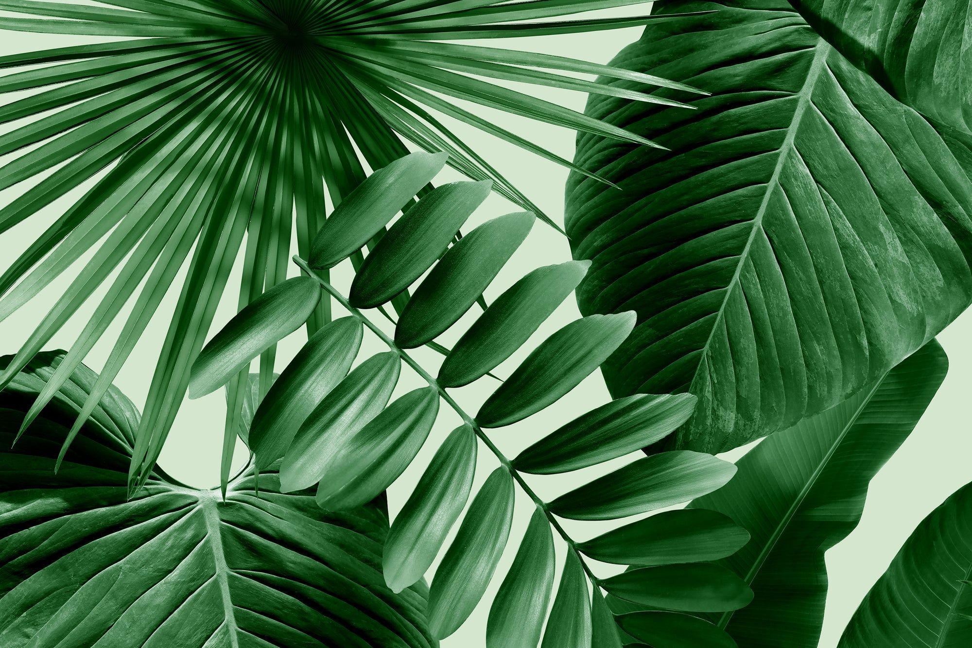 2000x1333 Wild Thing Eco Smooth Matte 1377 / Sample