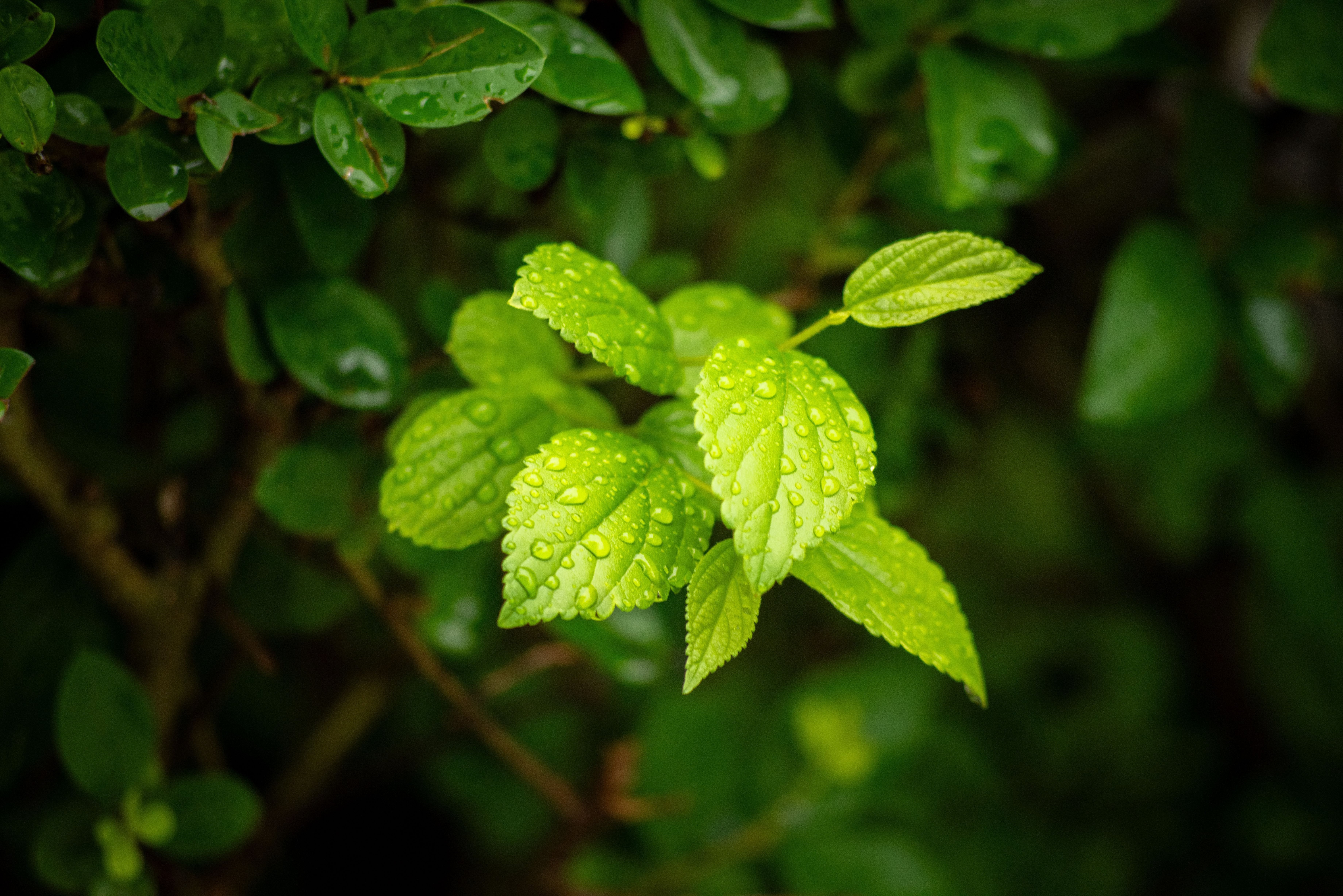 7360x4912 Mint Leaf Plants With Water Droplets · Free