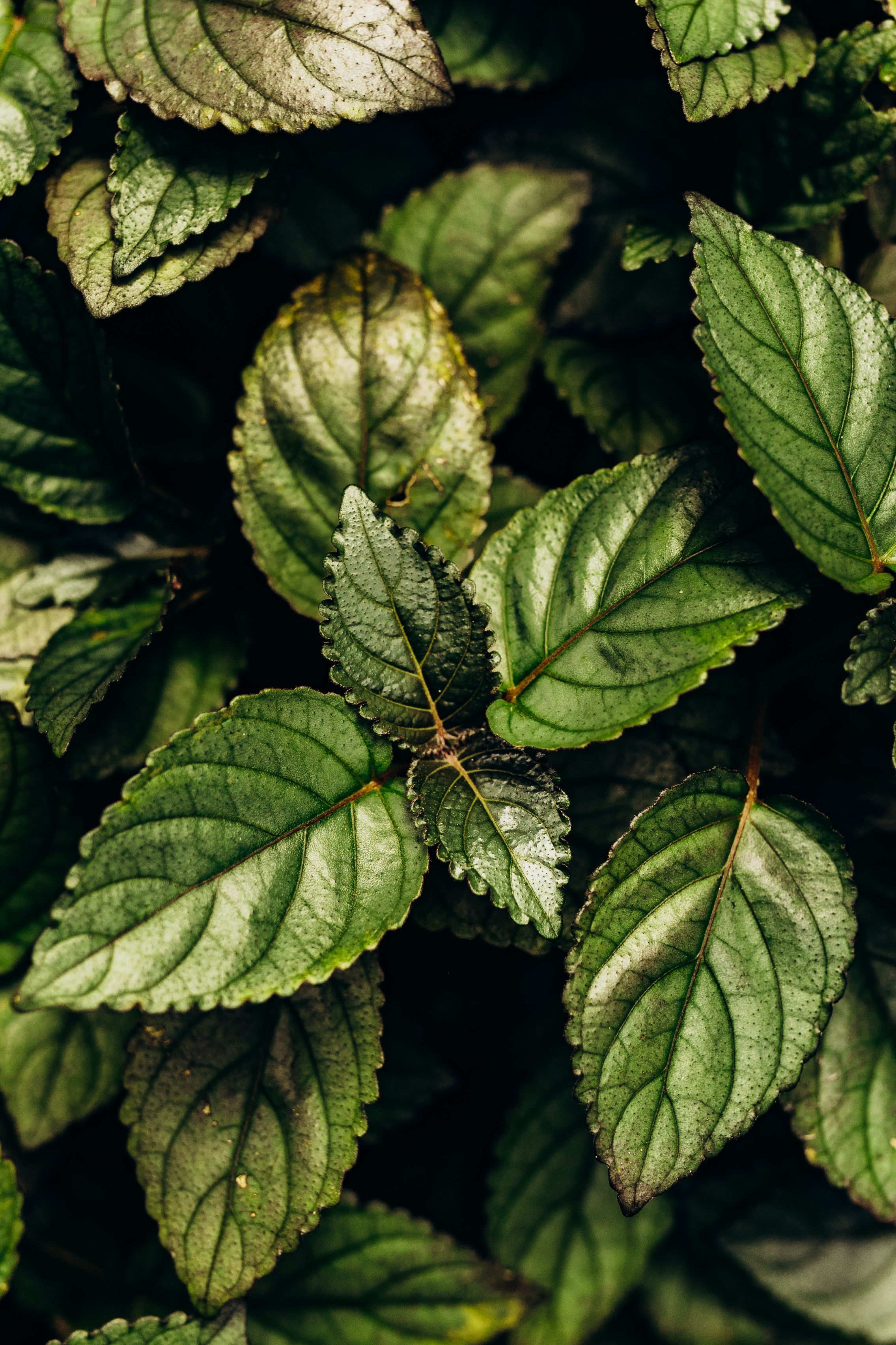 2272x3408 Close up of Leaves · Free