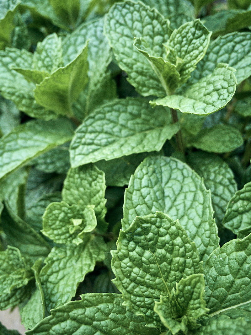 800x1067 Mint, leaves, macro, green, HD phone wallpaper
