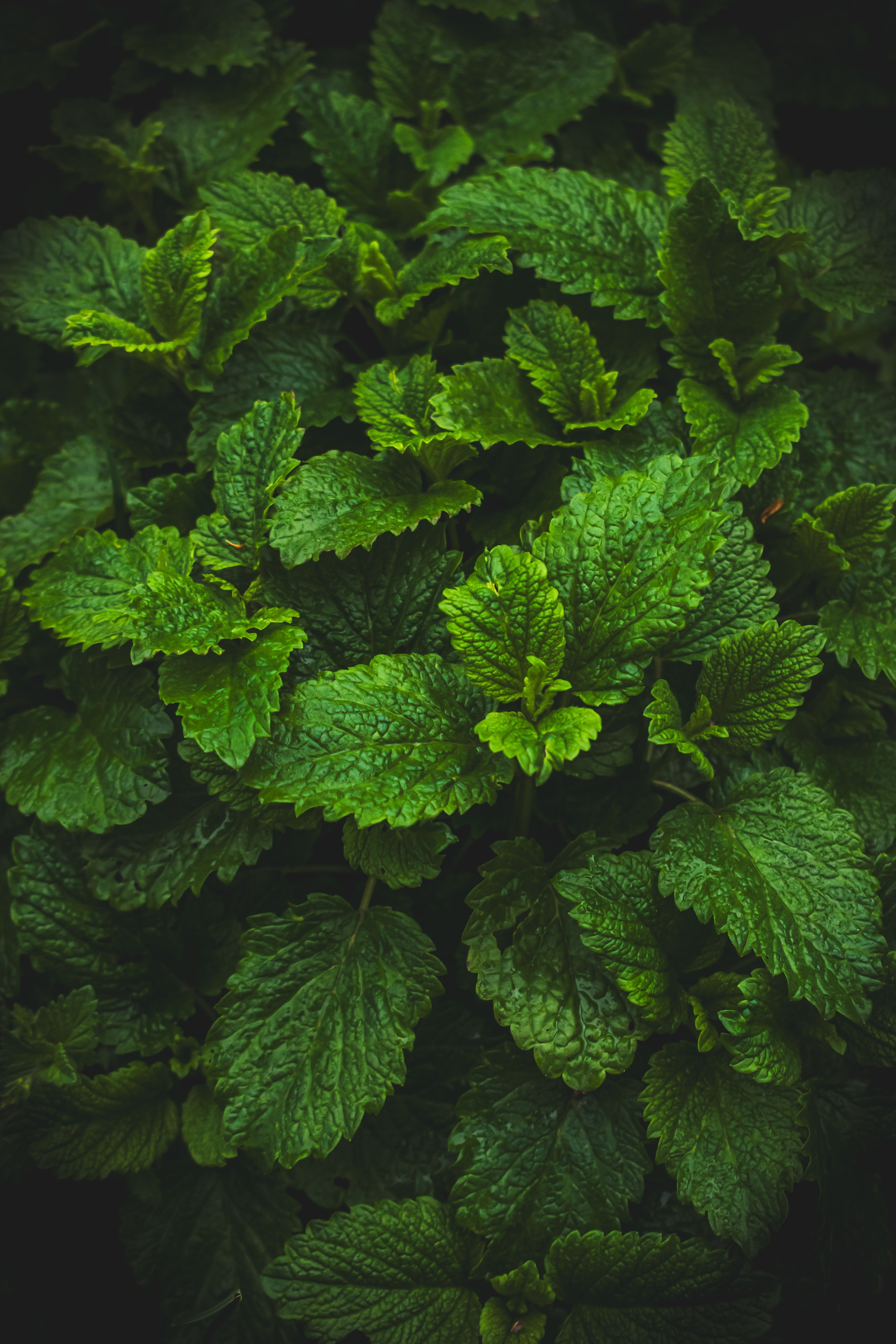 4000x6000 Mint Leaves Photo, Download The BEST Free Mint Leaves & HD Image
