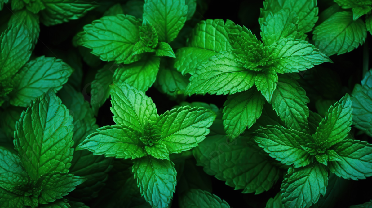 1200x673 Vibrant Mint Leaves Pattern Fresh Green Background Infused With Stylish Texture Perfect For Graphic Design Wallpaper And Fabric, Spearmint, Peppermint, Mint Background Image And Wallpaper for Free Download