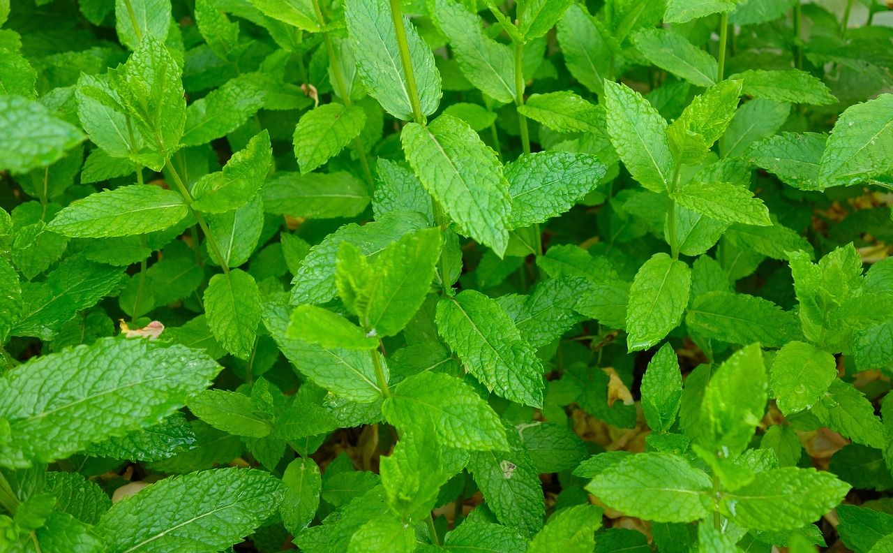 1280x792 Mint Peppermint Plant