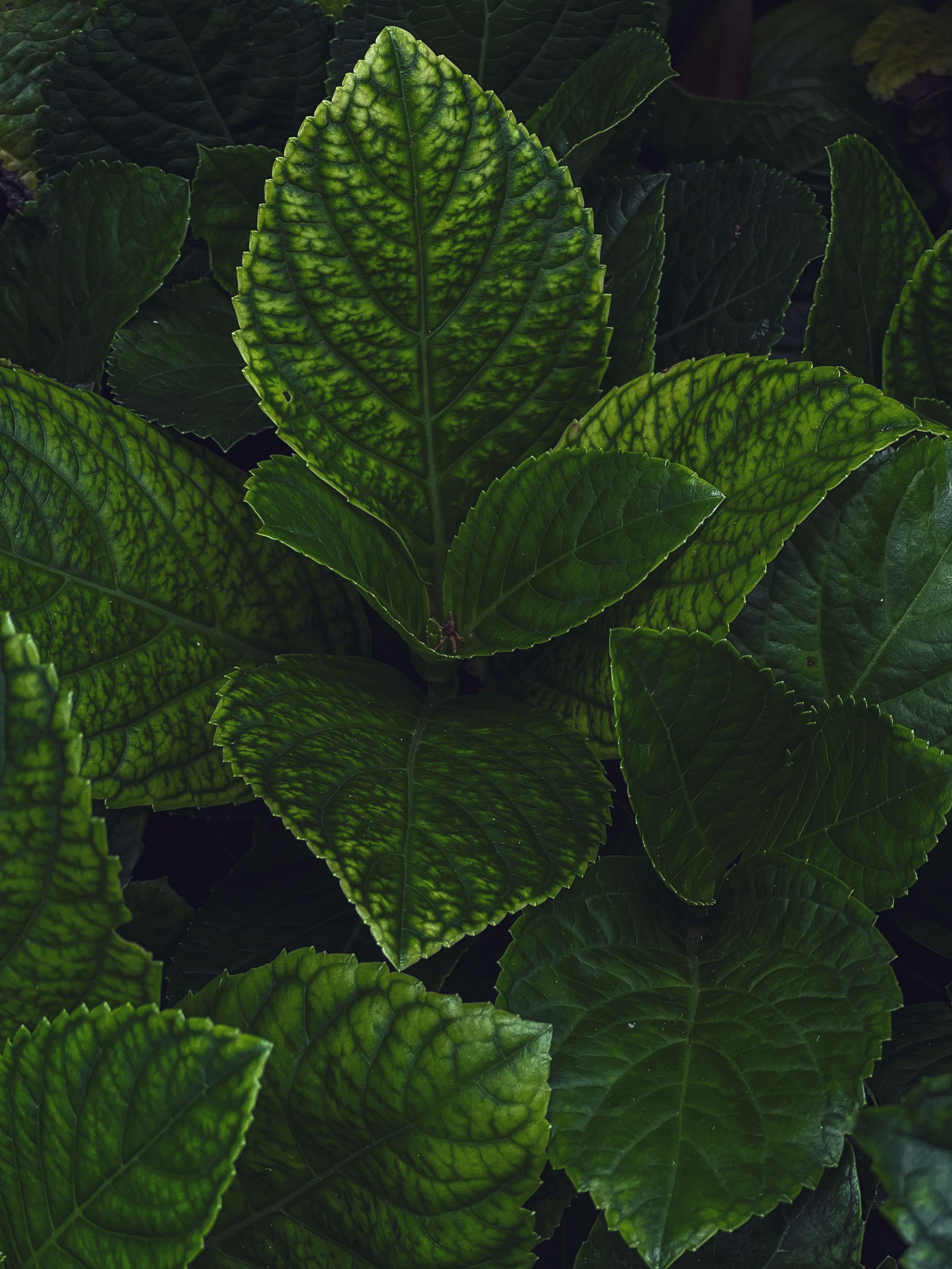 3024x4032 Green Leaf · Free