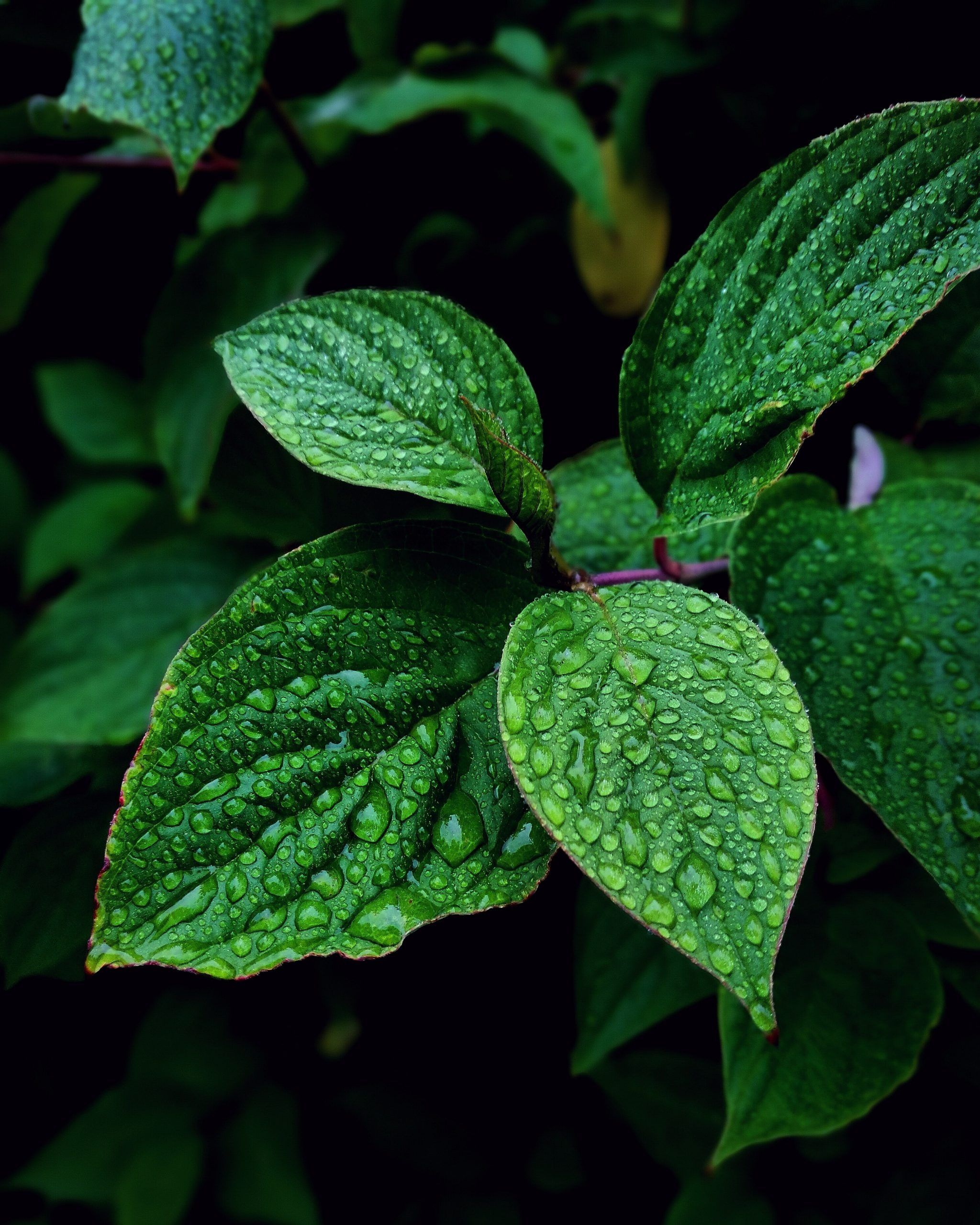 2048x2560 Mint Plant Wallpaper