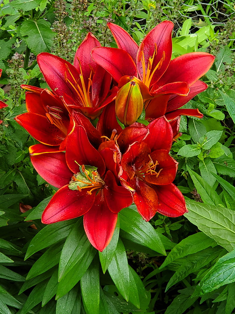 800x1067 Flowers from fssd, lily, red, HD phone wallpaper