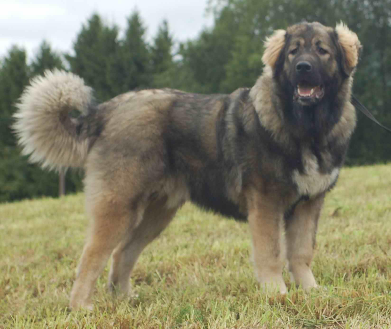 1648x1388 Caucasian Shepherd Wallpaper