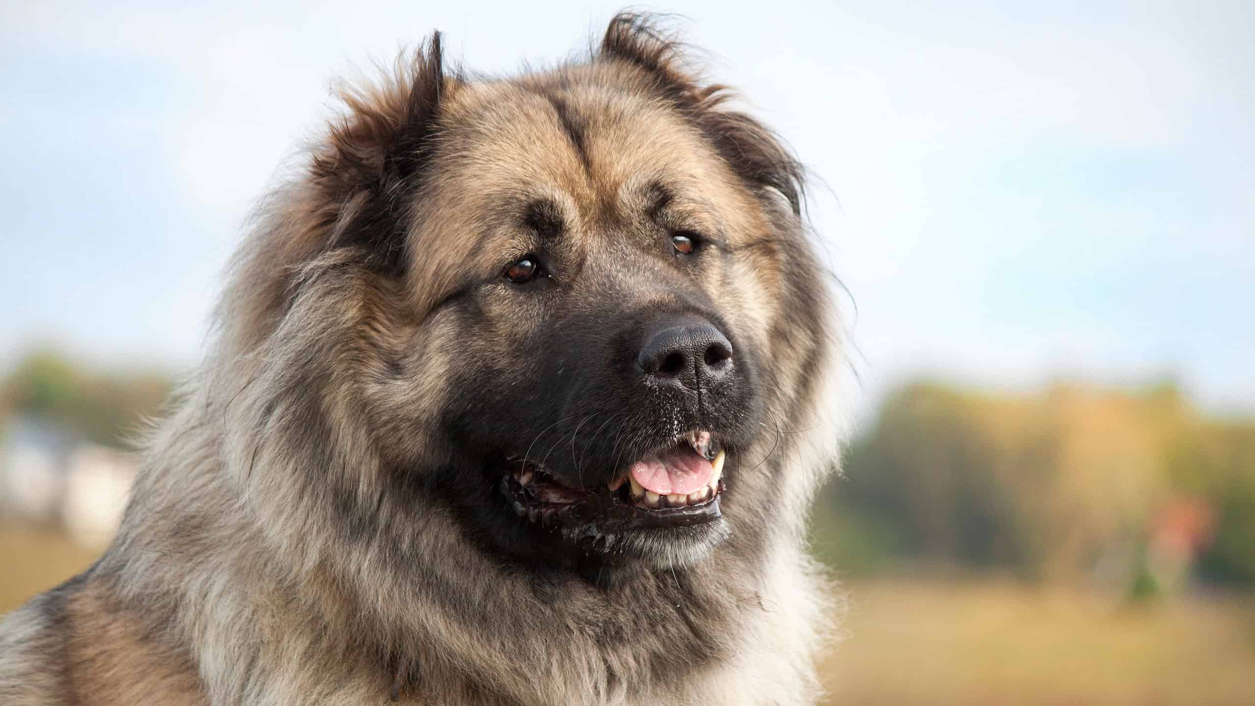 2560x1440 Caucasian Shepherd Animal Facts Lupus Familiaris Z Animals