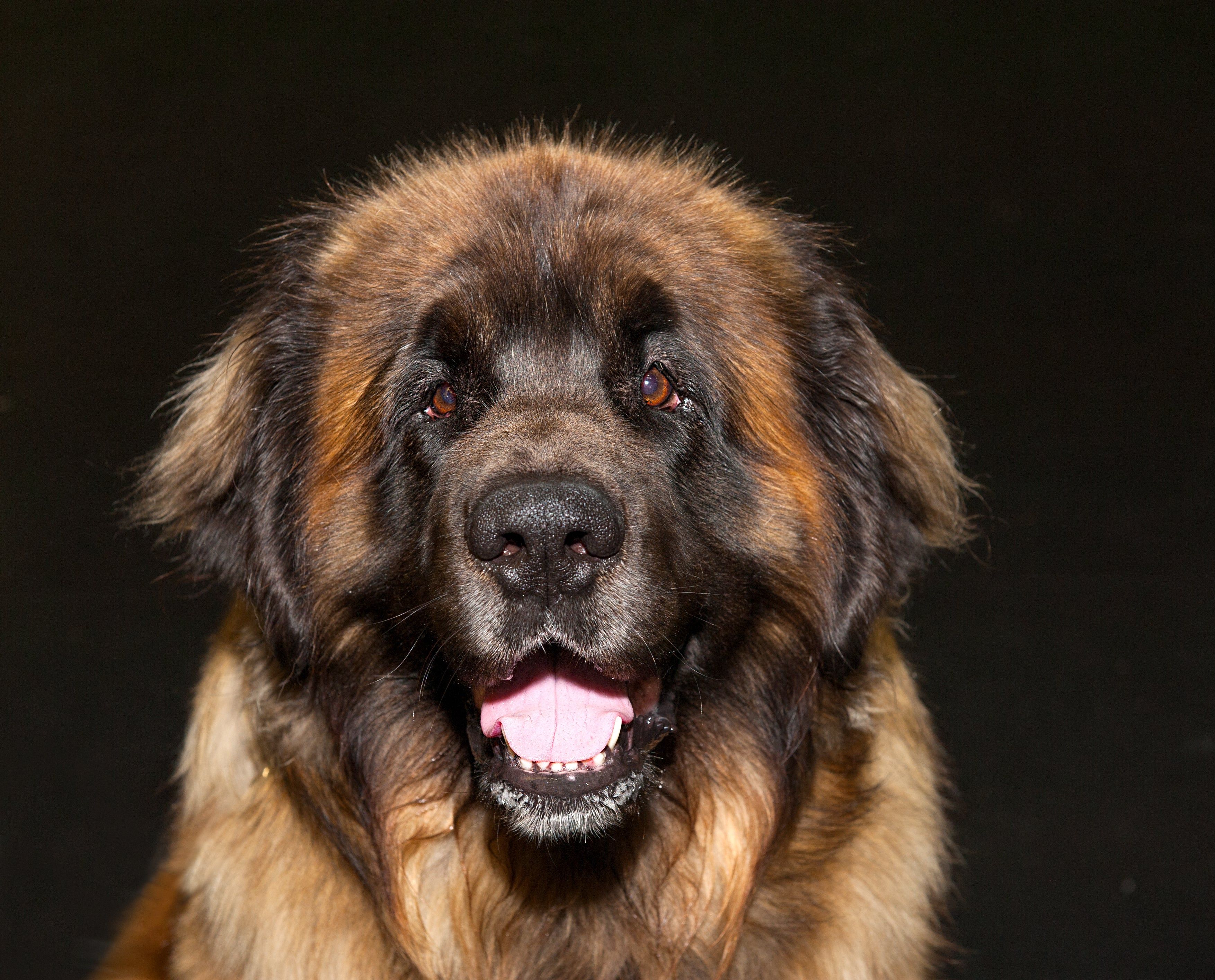 3508x2832 Caucasian Shepherd Dog Breed & Adoption Info