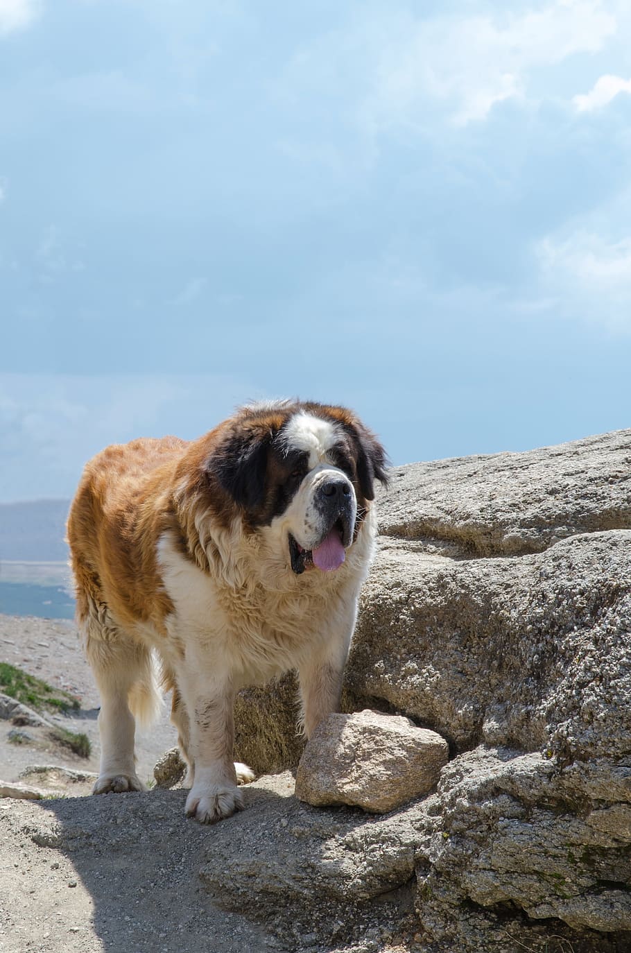910x1374 The Caucasian shepherd dog 1080P, 2K, 4K, 5K HD wallpaper free download