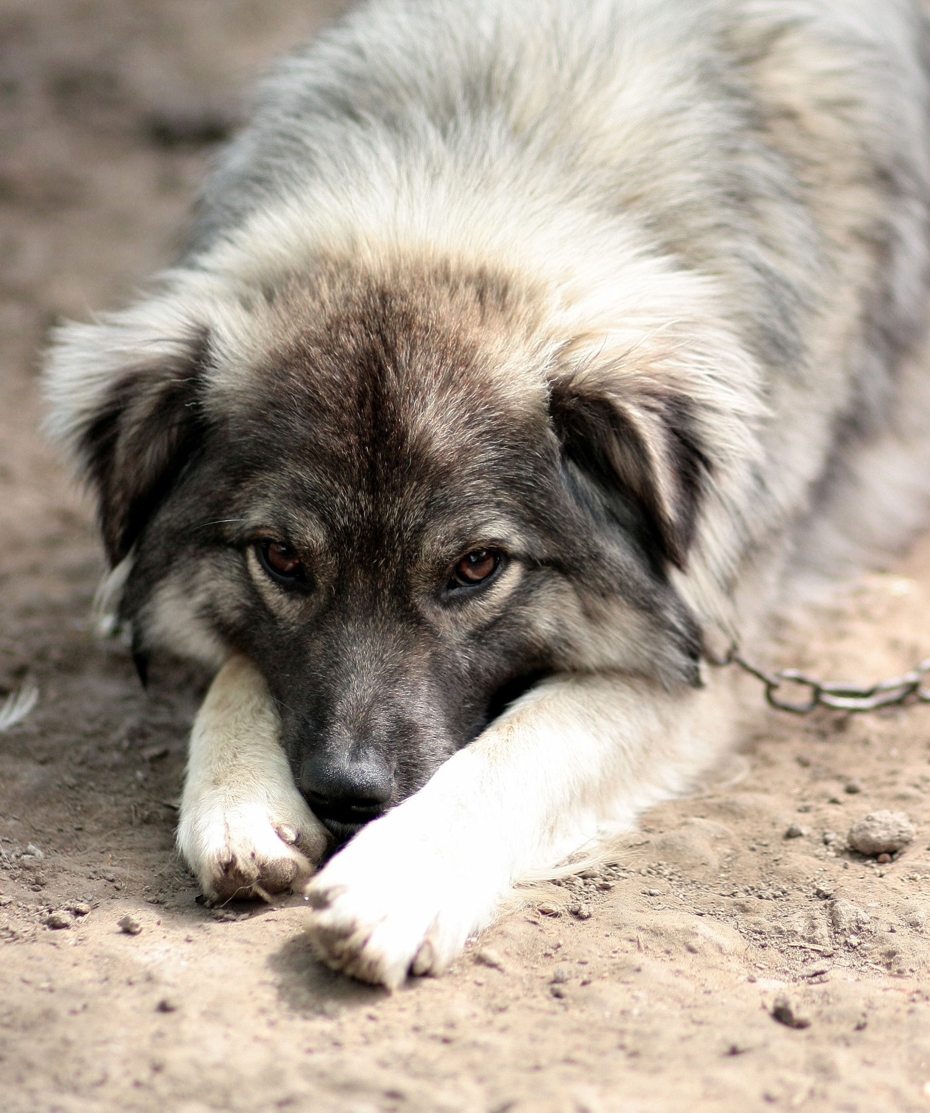 1811x2167 sable caucasian shepherd free image