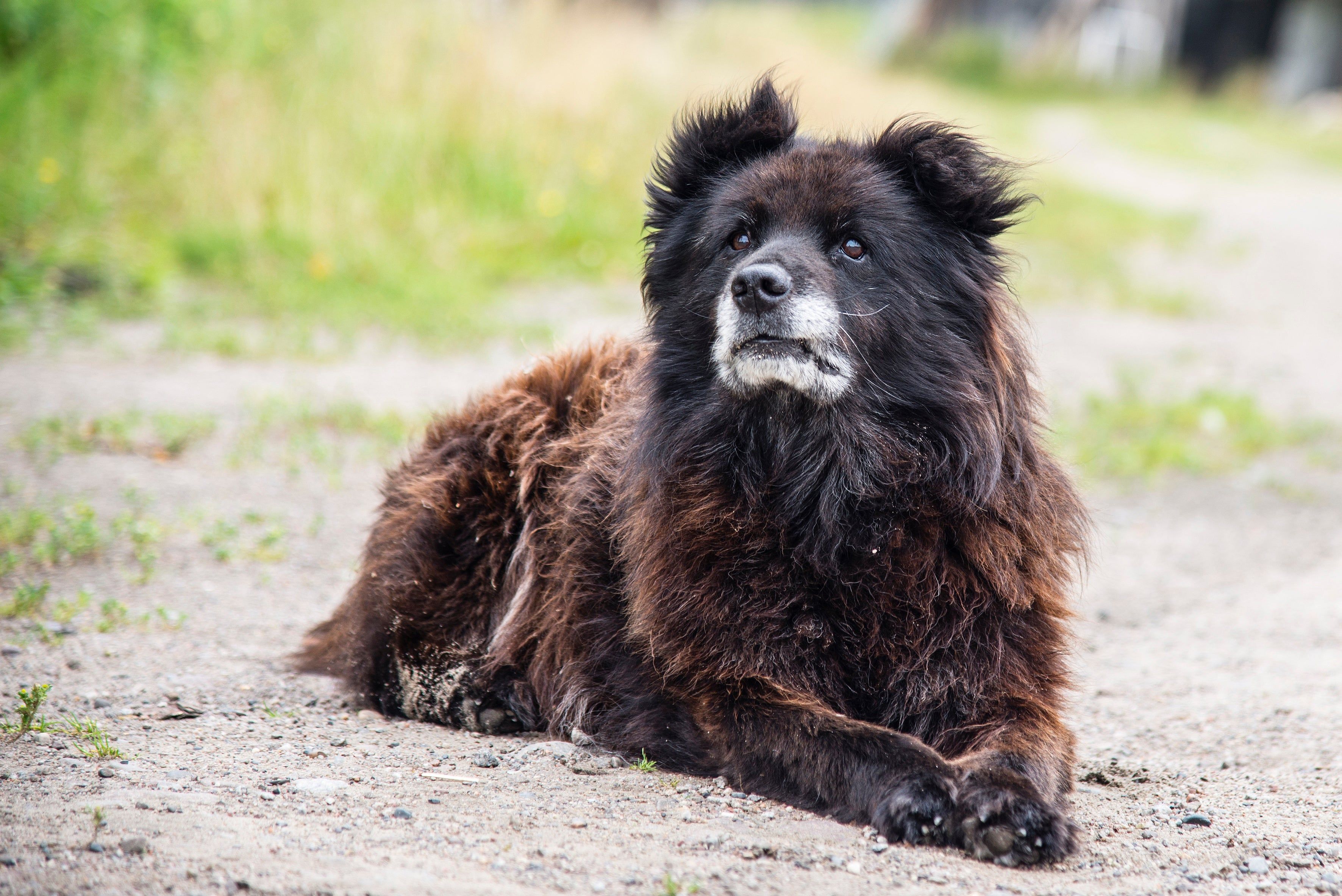 3543x2365 Caucasian Shepherd Dog Breed & Adoption Info