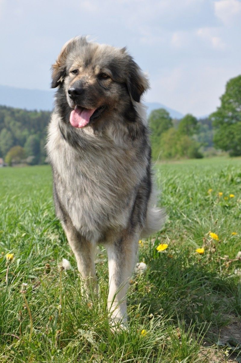 800x1204 Beautiful Karst Shepherd photo and wallpaper. Beautiful Beautiful Karst Shepherd picture