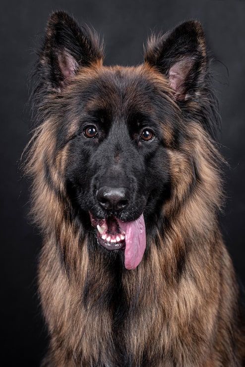 494x740 Caucasian shepherd Image