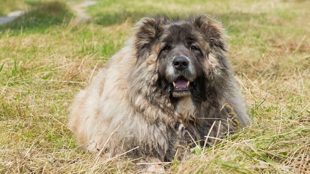 1200x675 Dog Breeds With the Most Majestic Manes You'll Want to Touch All Day