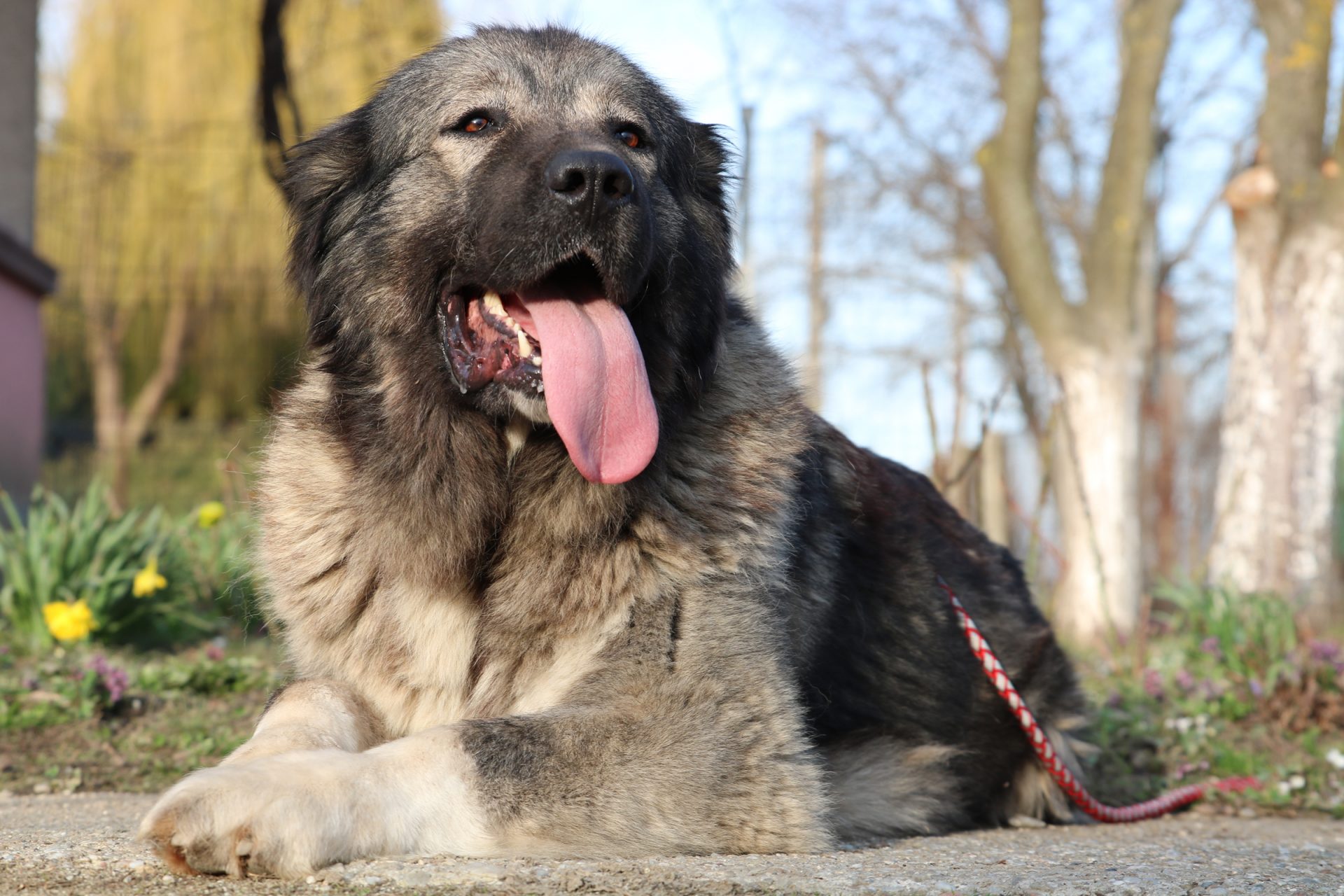 1920x1280 Pedigree Dog