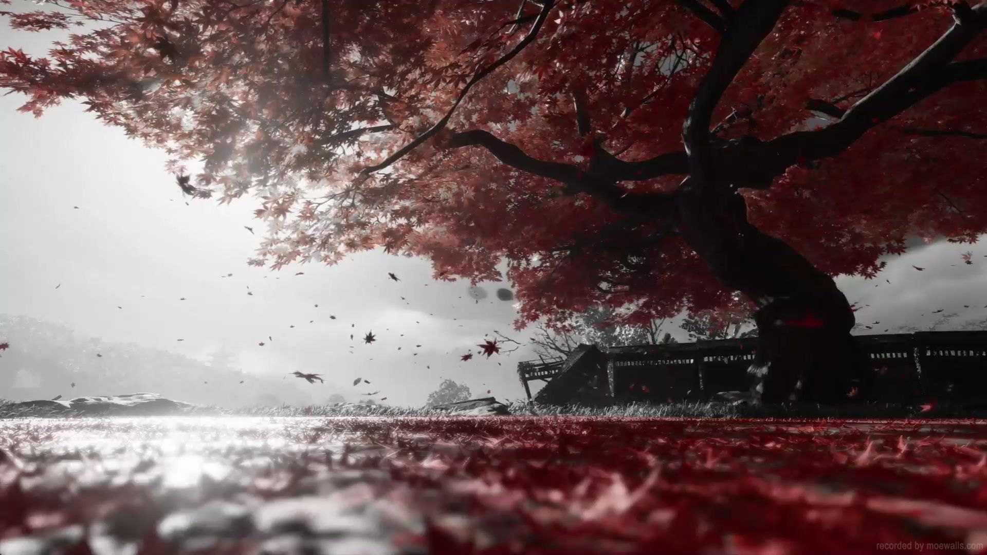 1920x1080 Ghost Of Tsushima Tree Wallpaper