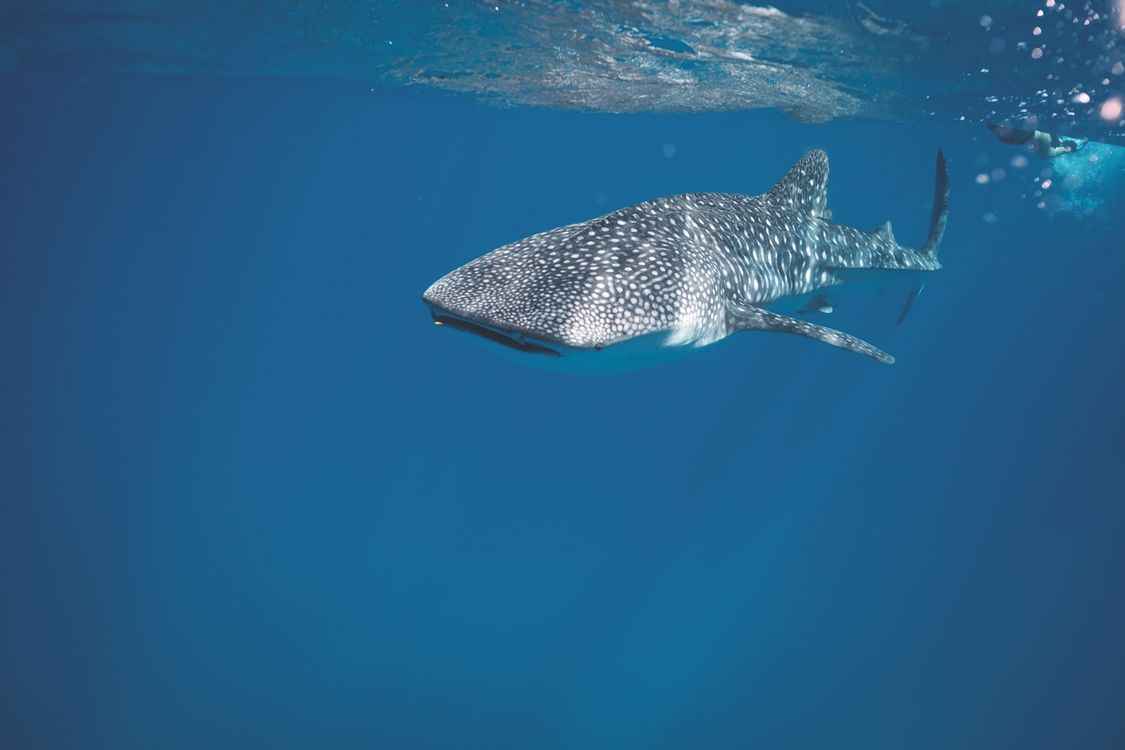 1125x750 Dangerous shark swimming underwater of sea · Free