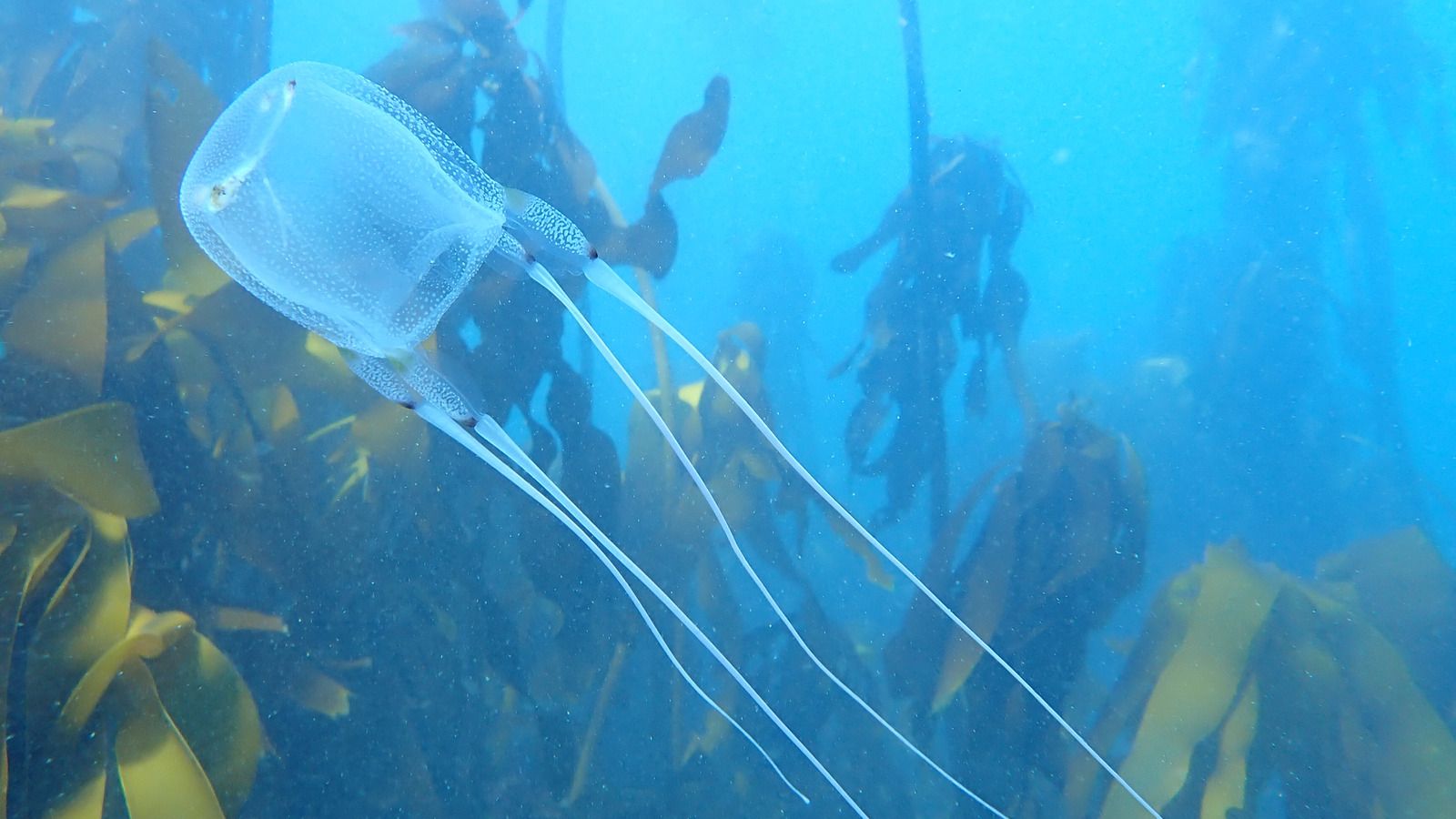 1600x900 Most Dangerous Sea Creatures To Ever Exist