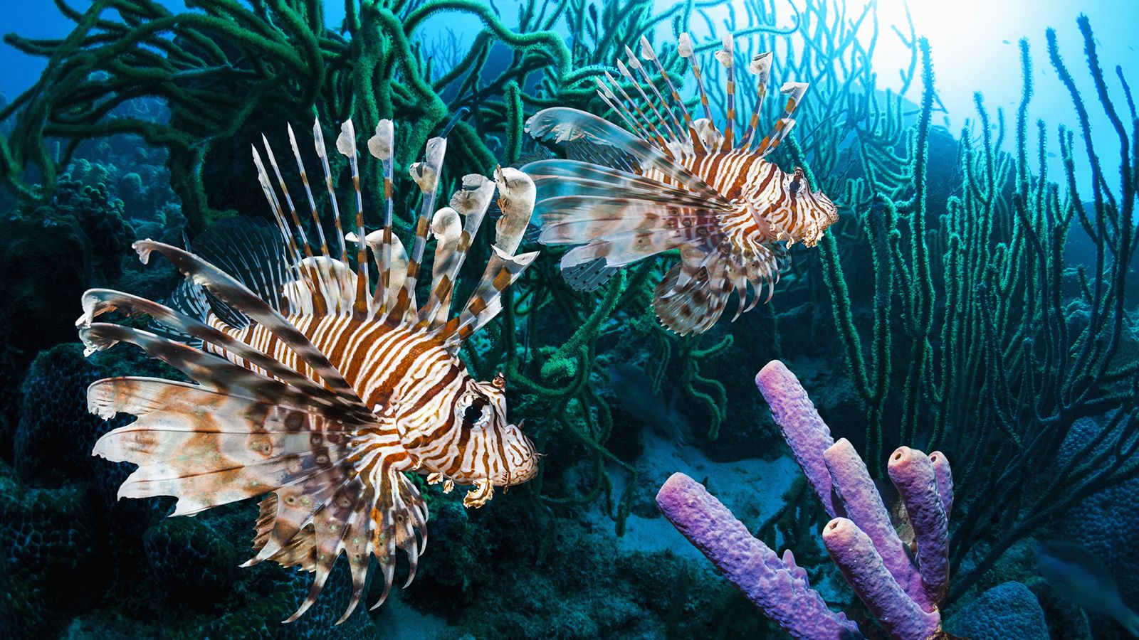 1600x900 of the Most Dangerous Sea Creatures in the Deep Blue