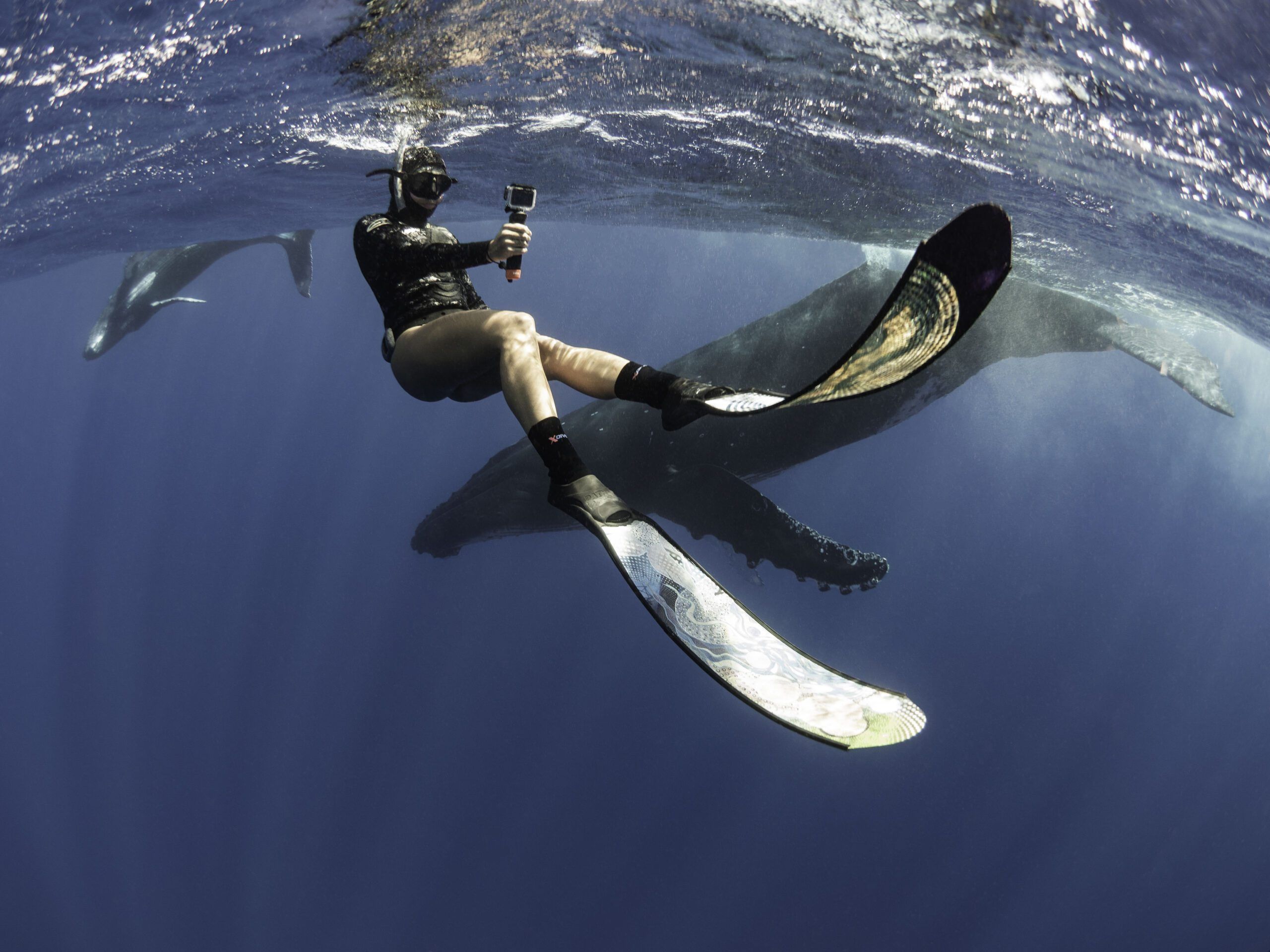 2560x1920 The Do's & Don'ts Of Freediving Marine Encounters