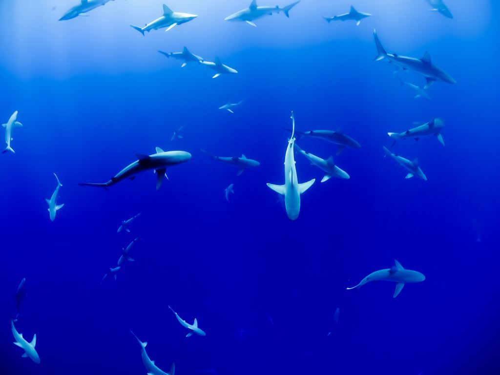 1024x768 Deadly Sea Animals Wallpaper