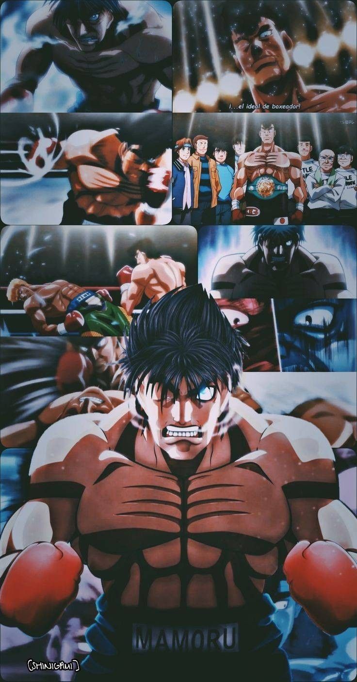 736x1405 ippo
