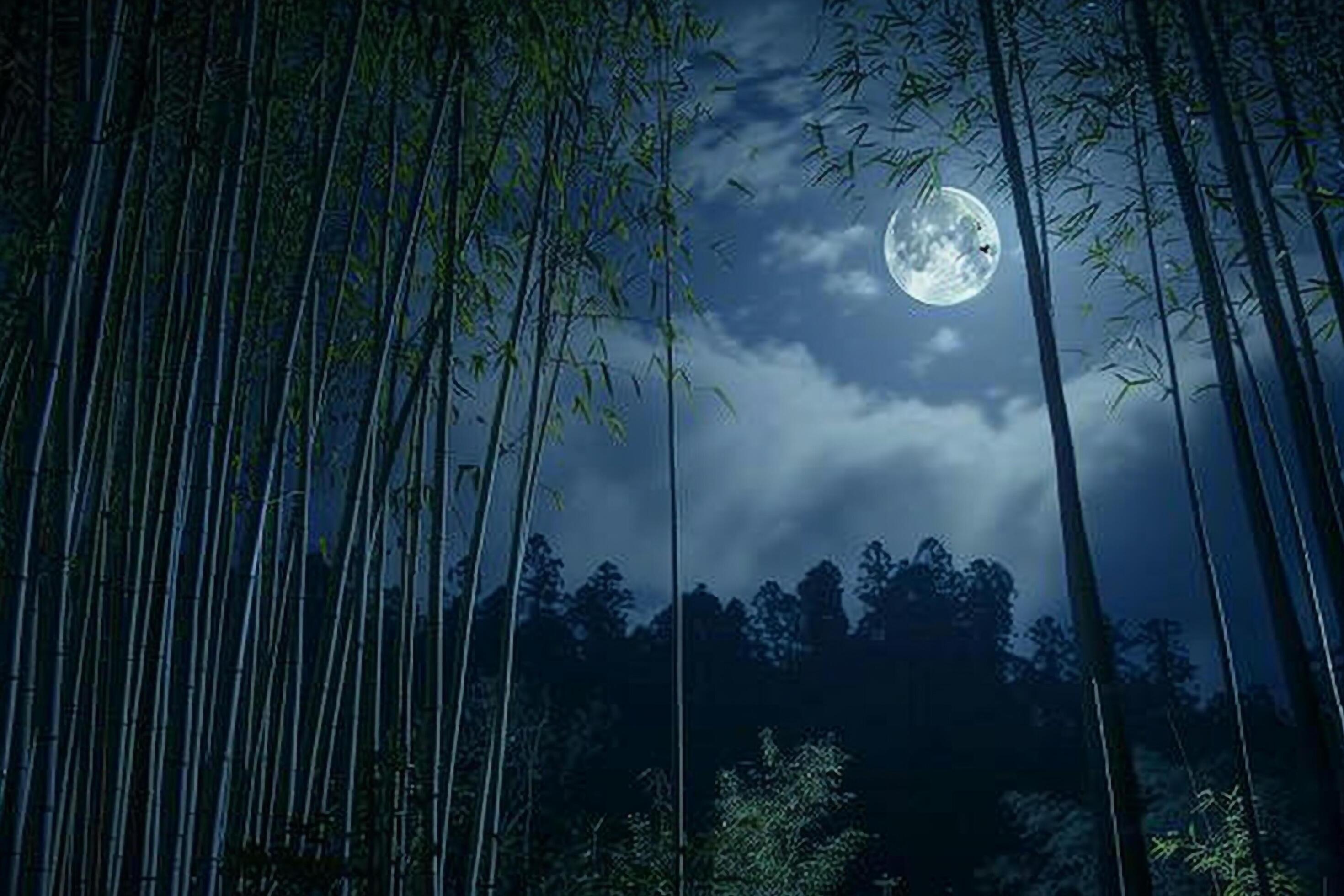 2940x1960 moonlight, bamboo, trees, forest, night, HD wallpaper background