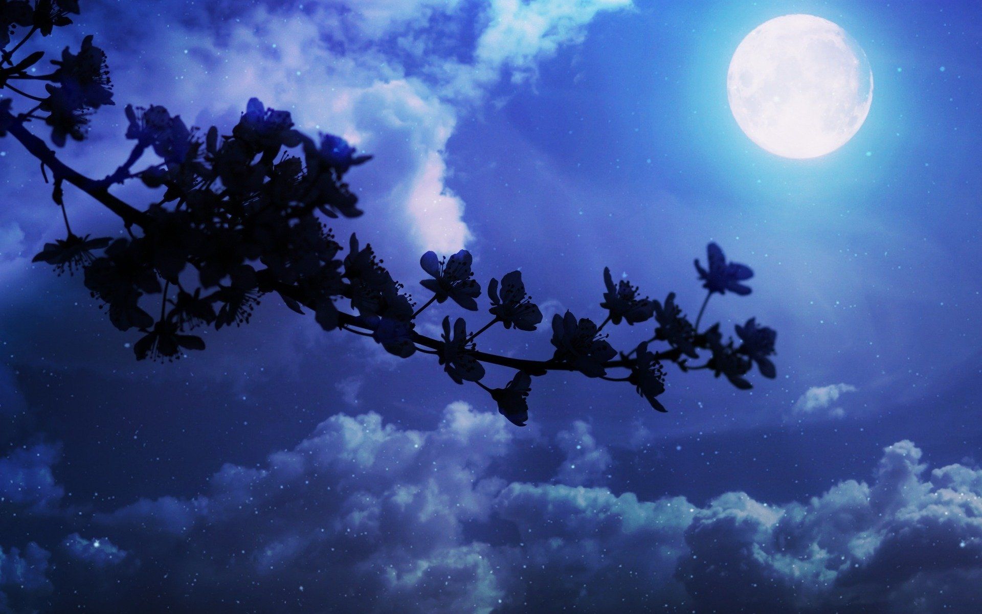 1920x1201 Moonlit Blossoms: A Serene Night HD Wallpaperx1201