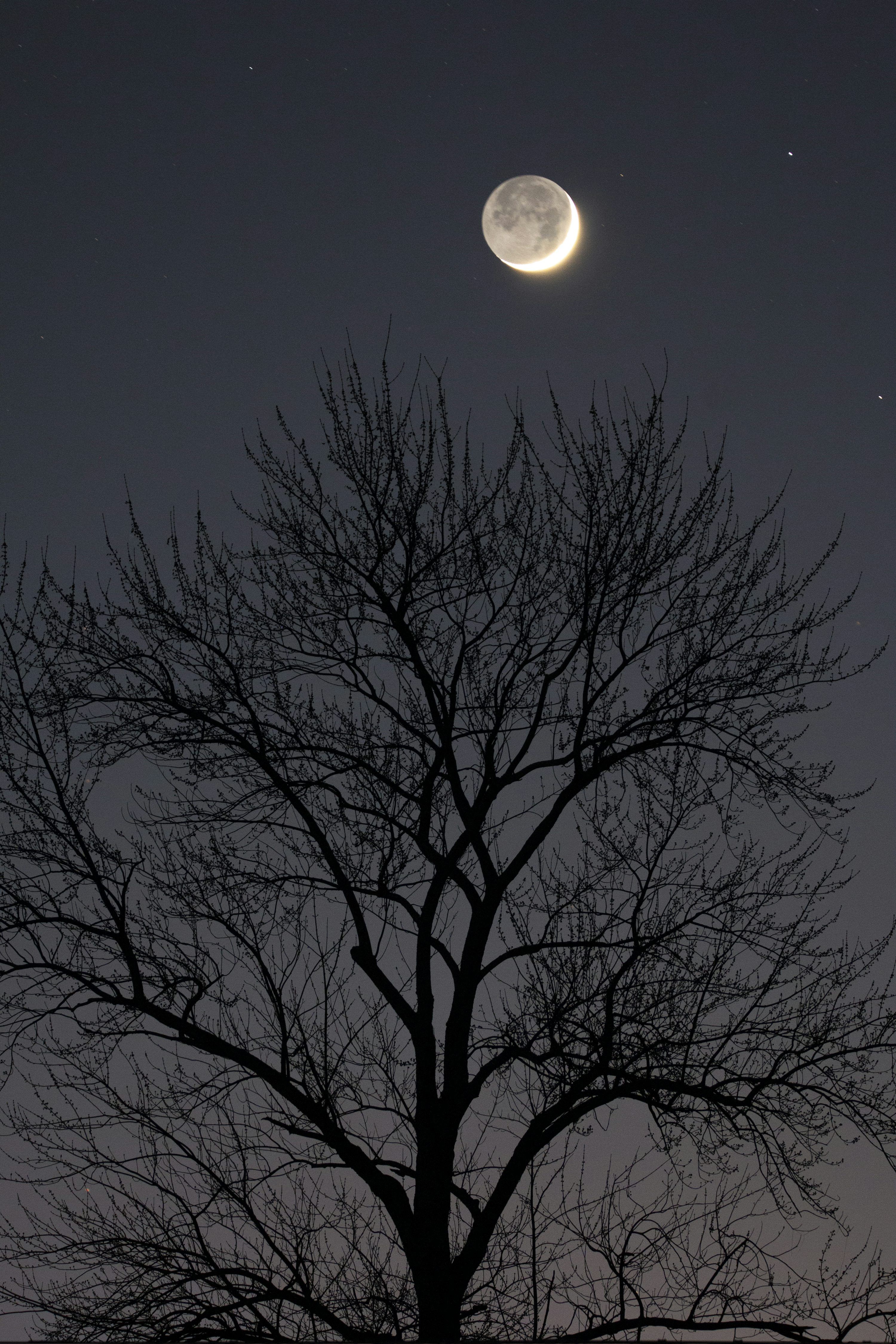 3000x4500 A close up of a tree photo