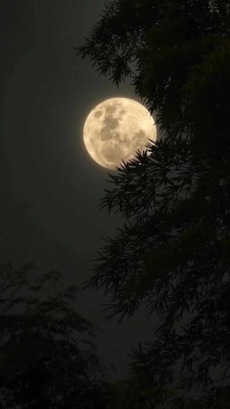 736x1308 Moonlit Night. Dark nature aesthetic, Night scenery, Nature picture. Aesthetic nature wallpaper iphone, Asthetic