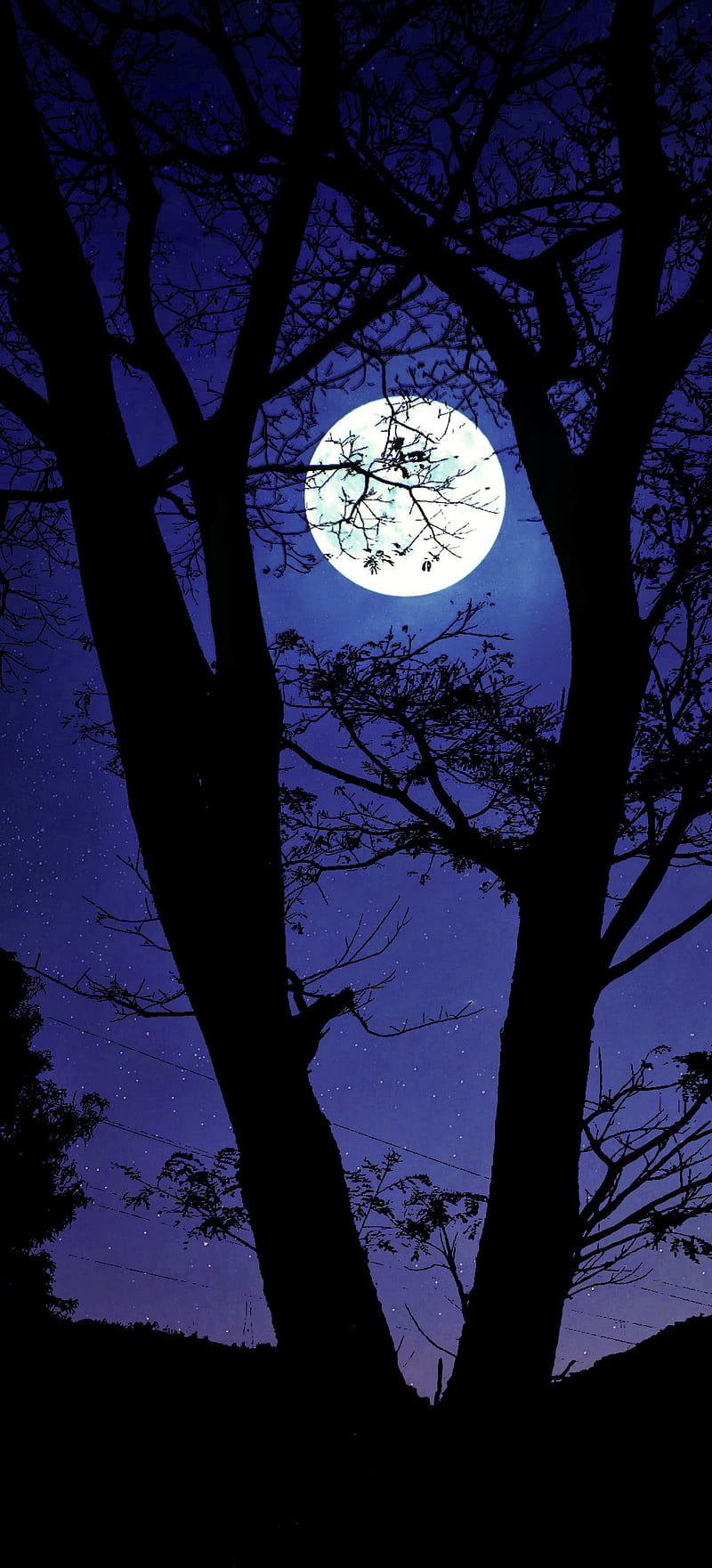 800x1761 Night, dark, good, love, moon, moonlight, night sky, star, tree, twilight, HD phone wallpaper
