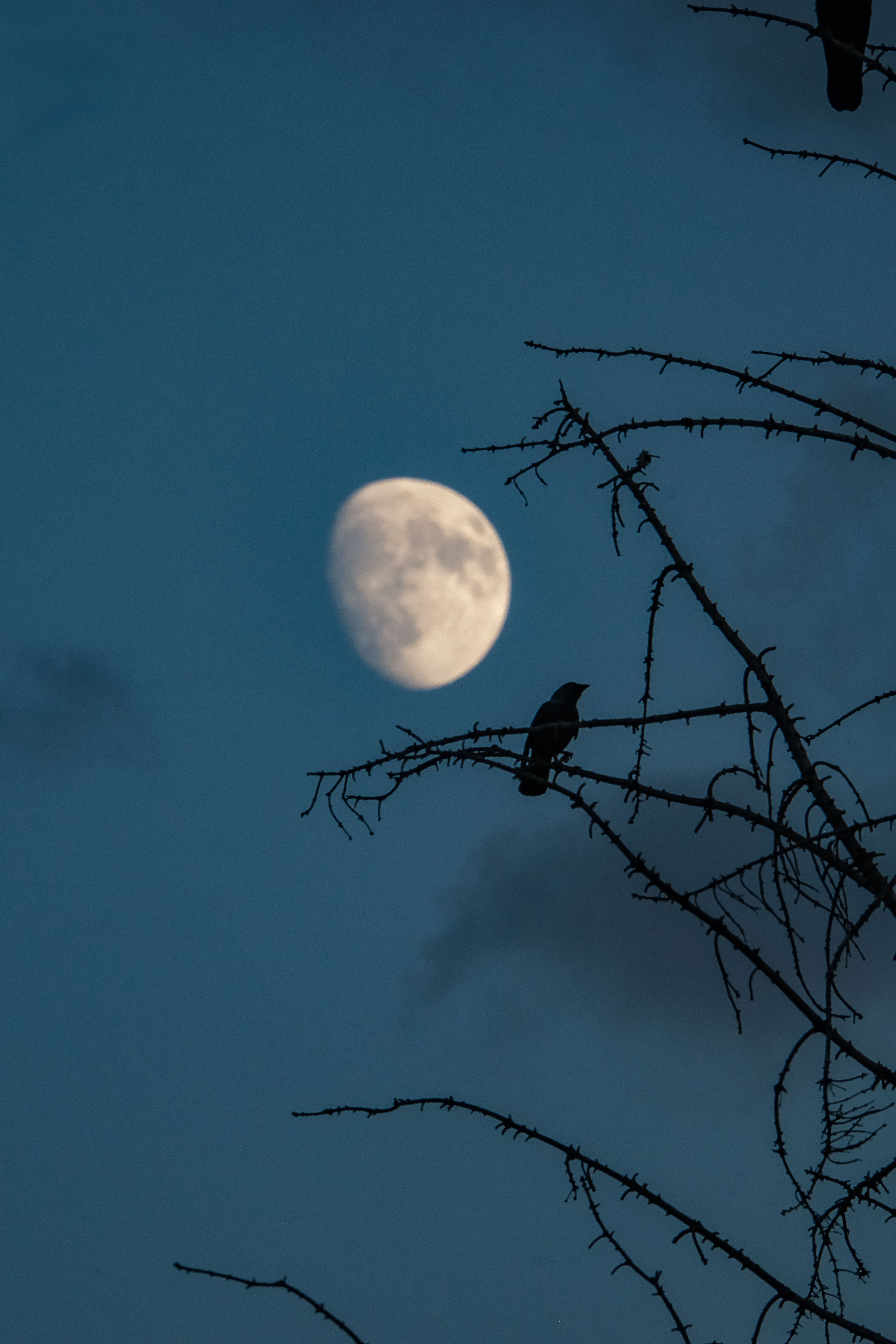 4160x6240 Silhouette of Bird Against Moonlit Night Sky · Free
