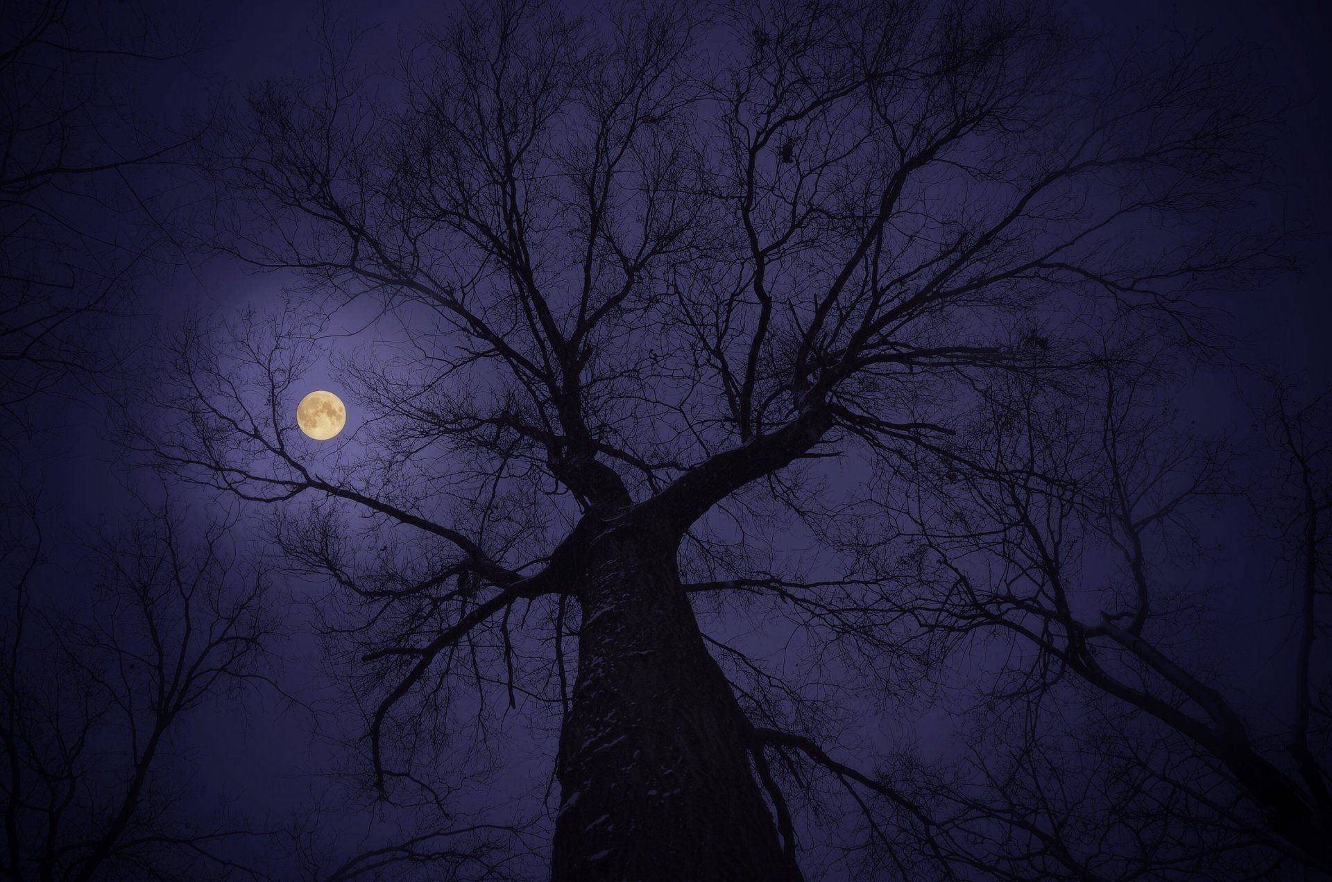 1920x1272 Moonlit Night Sky: Serene Nature and Silhouetted Tree HD Wallpaperx2162