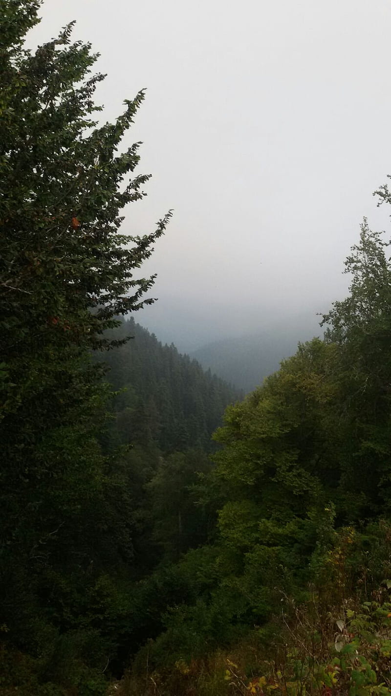 800x1422 Manzara, bolu, orman, HD phone wallpaper