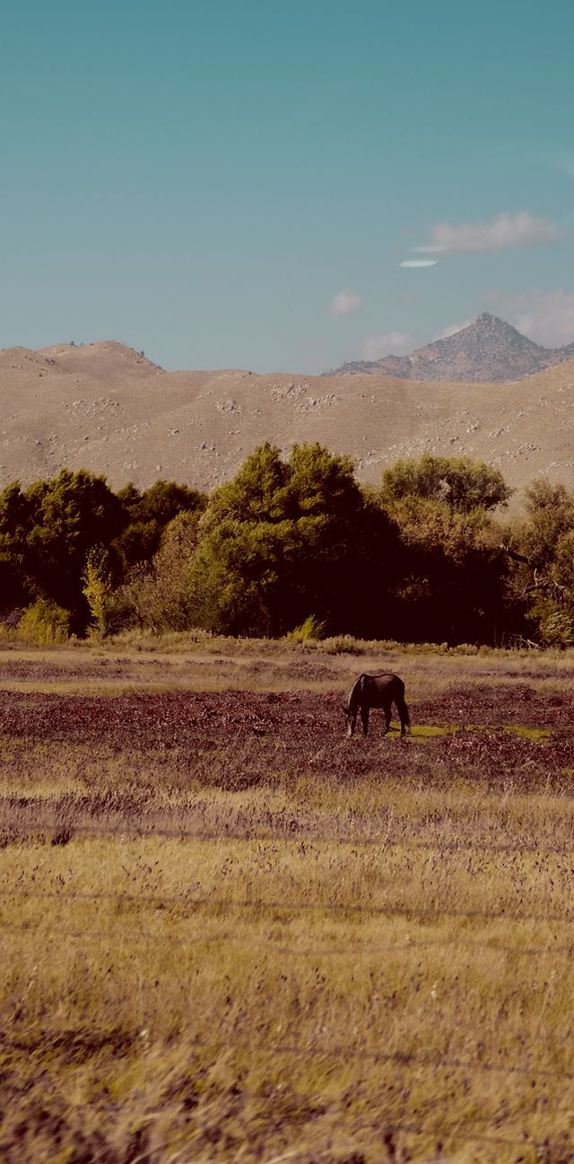 640x1296 A Study in Desolation in Cormac McCarthy's Blood Meridian. Low Hanging Fruit