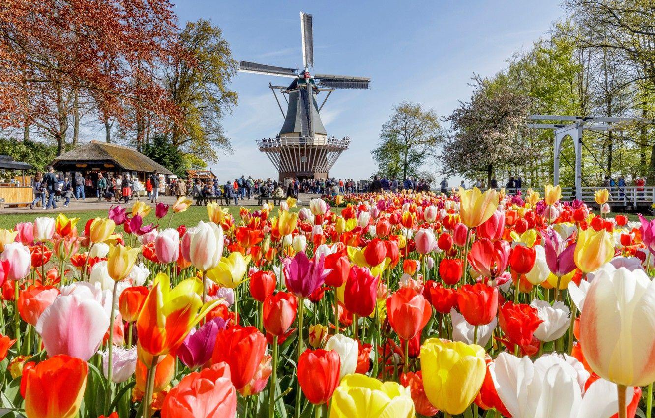 1332x850 Wallpaper the sun, trees, flowers, Park, people, mill, tulips