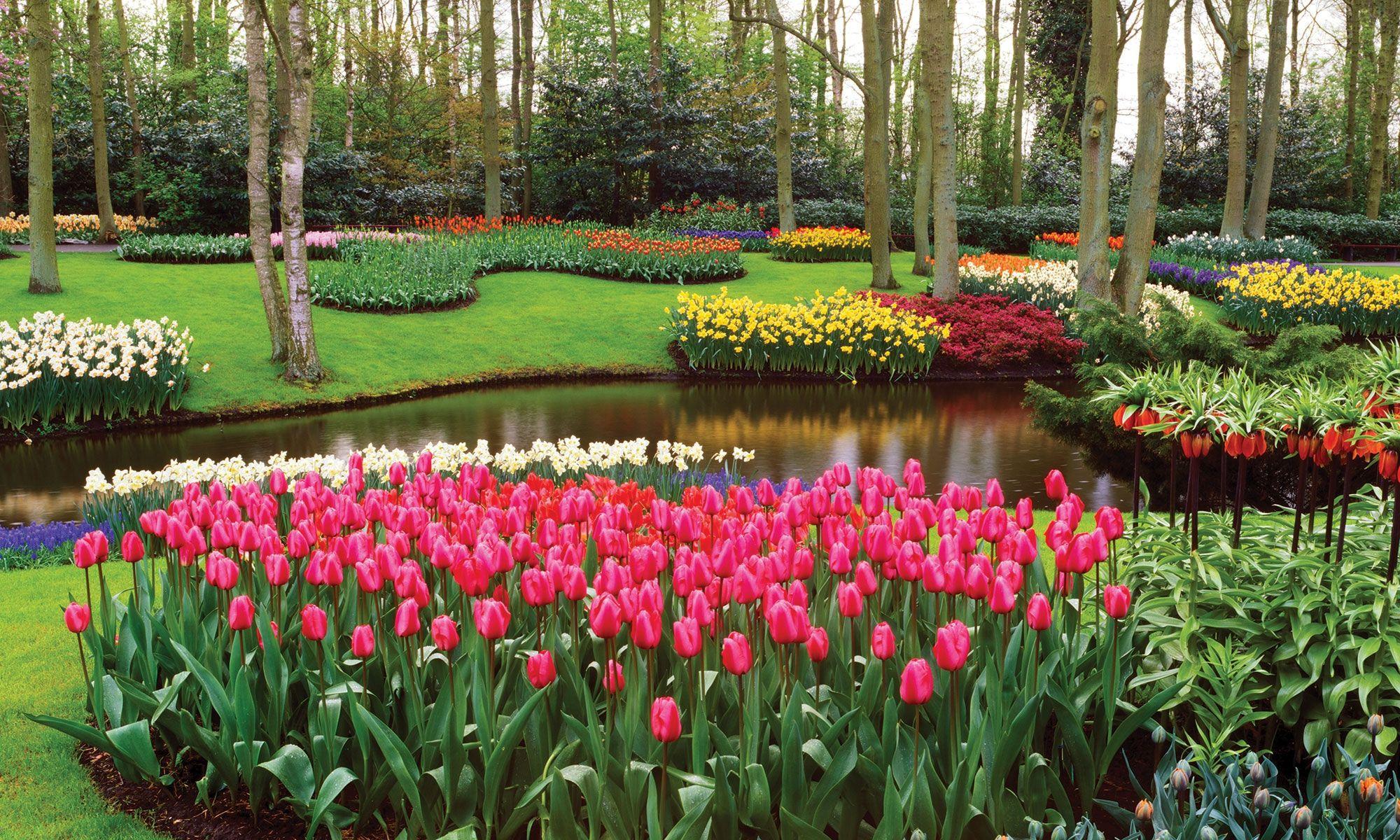 2000x1200 River Of Flowers Keukenhof Wallpaper