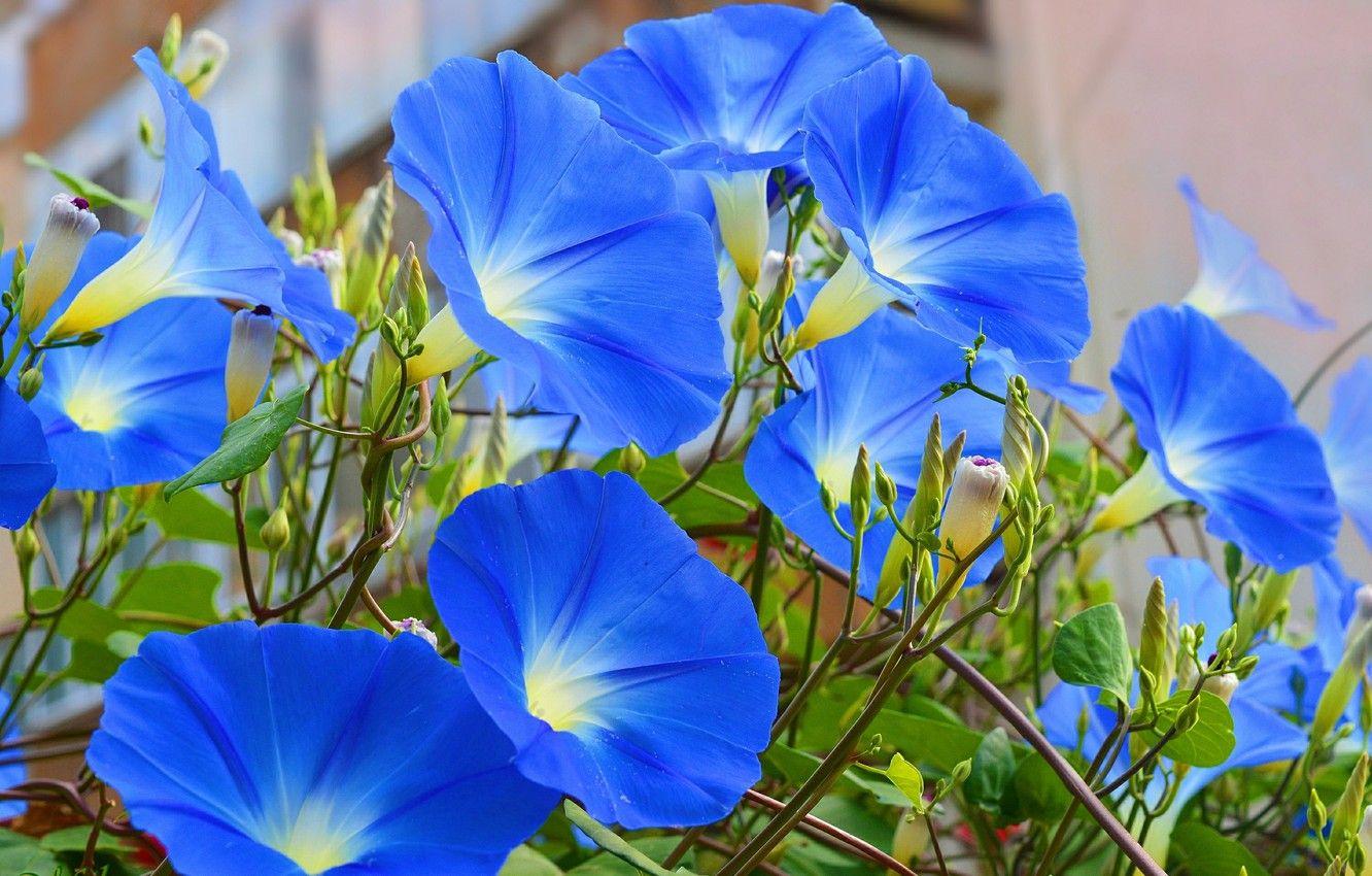1332x850 Wallpaper Flowers, Morning glory, Morning Glory, Blue flowers