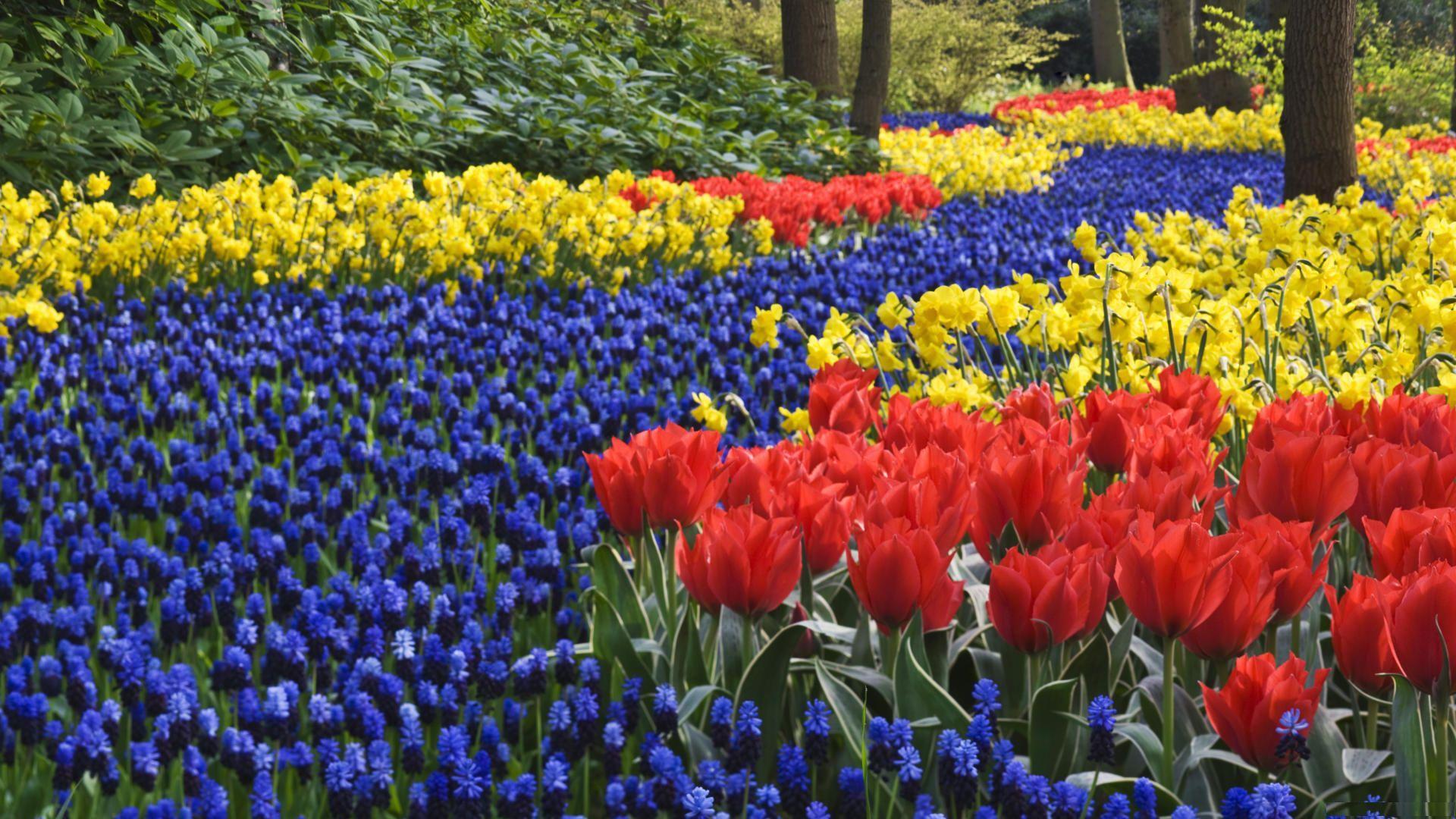 1920x1080 Keukenhof Gardens Free Wallpaper