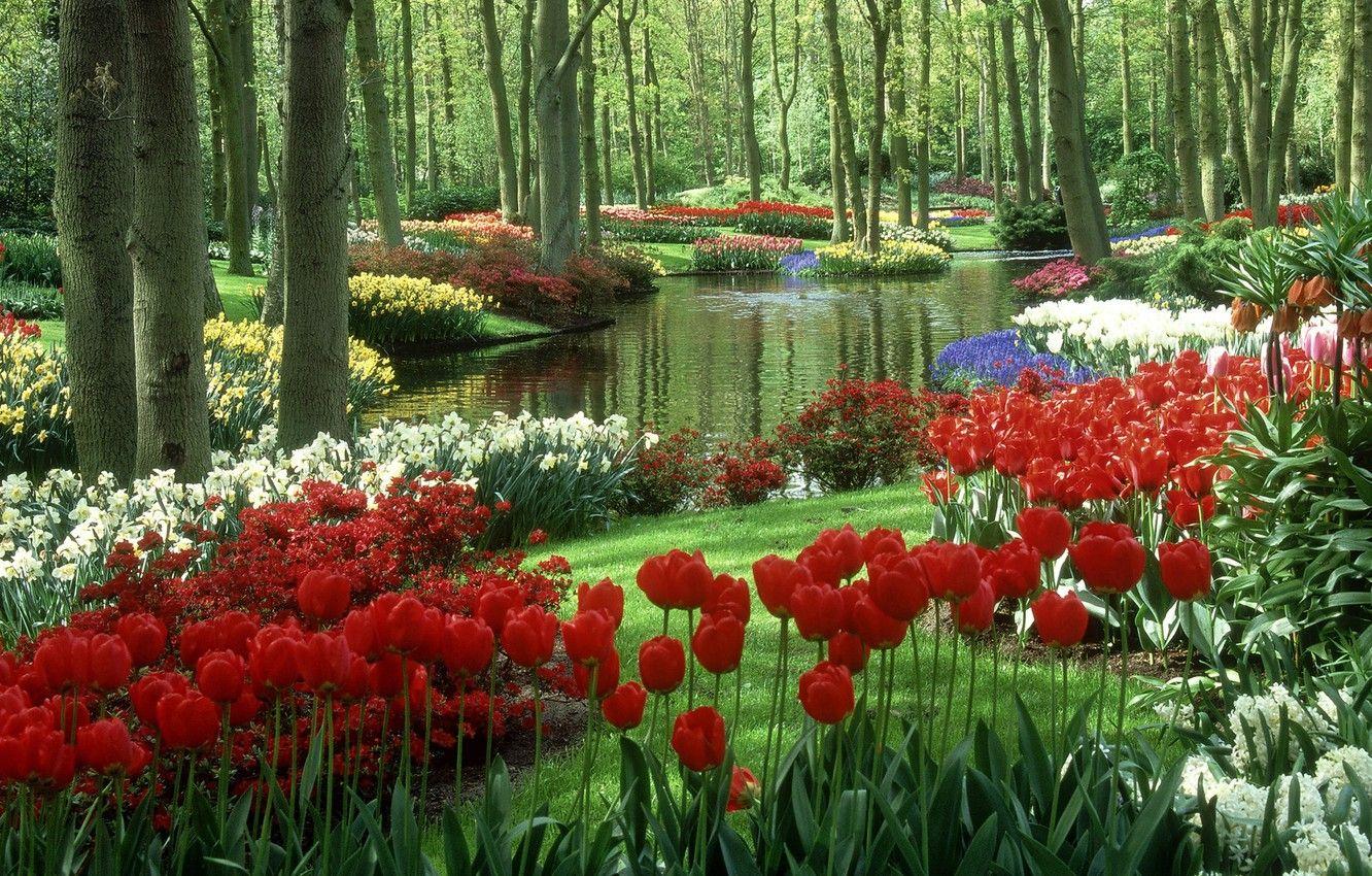 1332x850 Wallpaper tulips, Netherlands, pond, Keukenhof Gardens, Garden