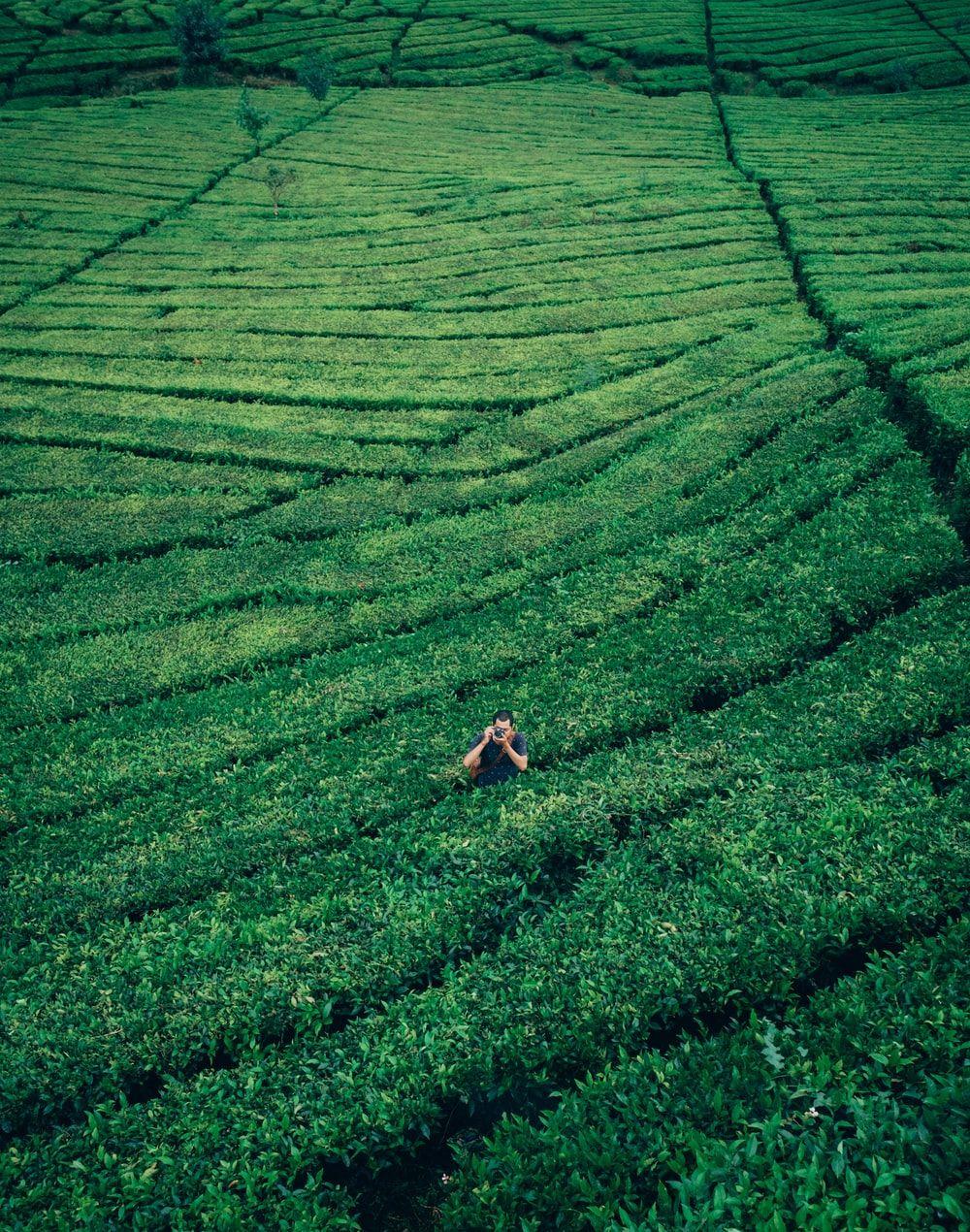 Hình ảnh đồn điền chè 1000x1270 https://wallpaperaccess.com/full/2950961.jpg