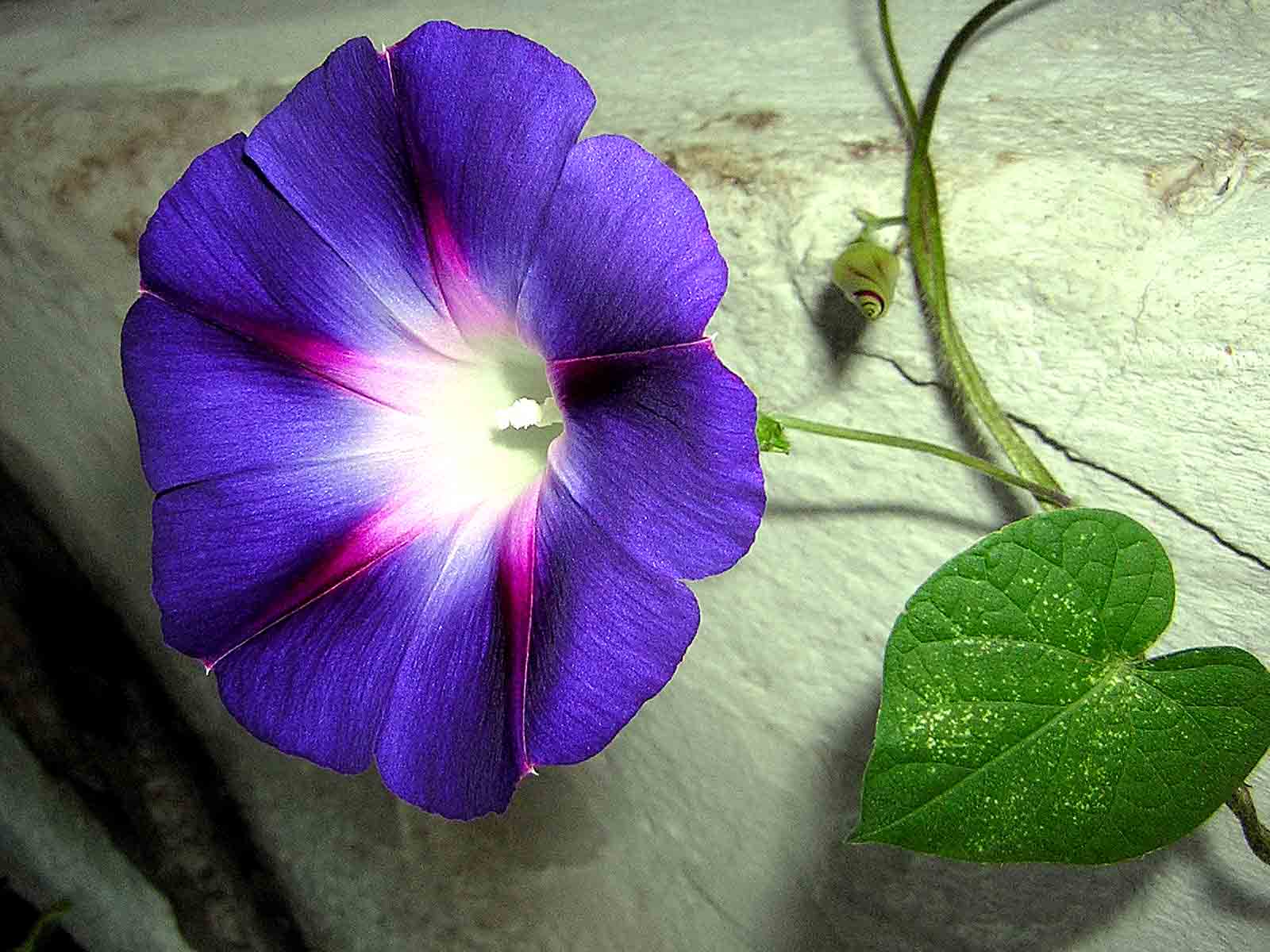 Lush Kinds Of Morning Glory Landscape for Mobile Lush Kinds Of Morning Glory Landscape for Mobile