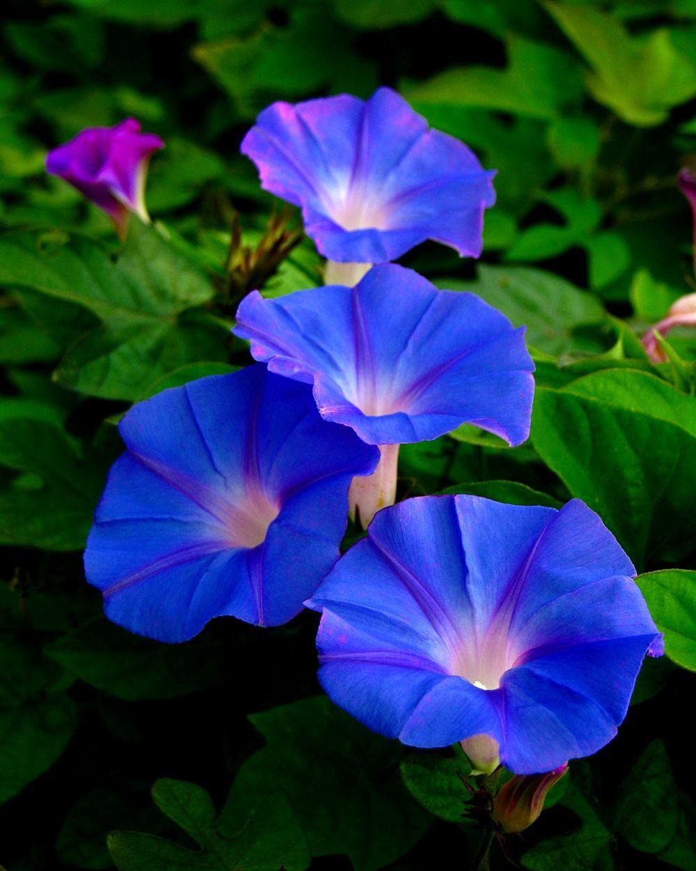 Morning Glory Wallpapers - Top Free Morning Glory Backgrounds