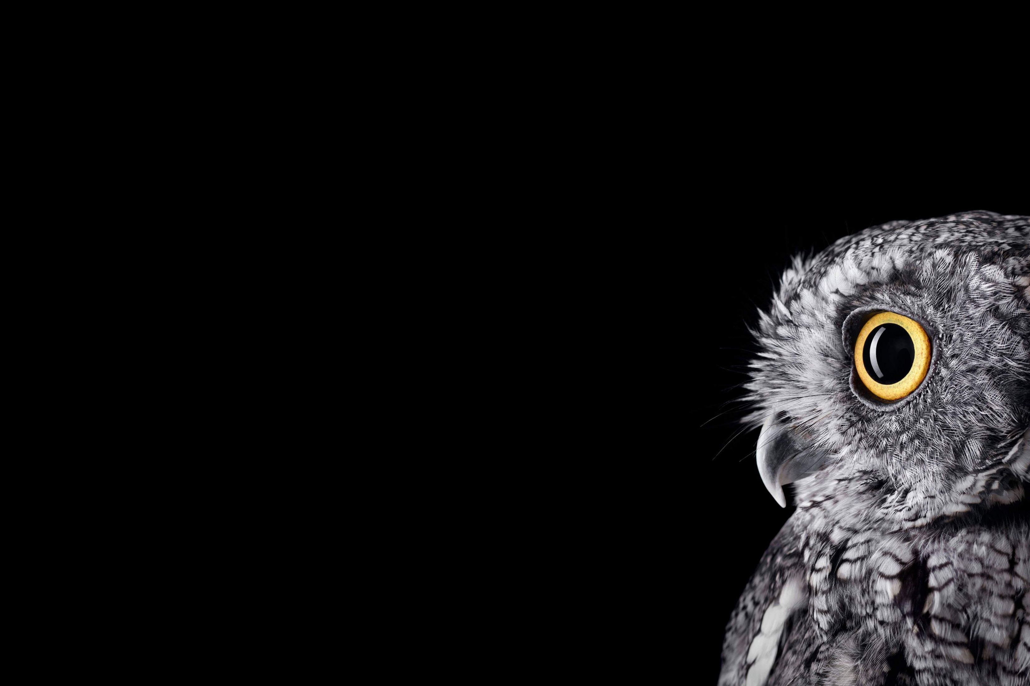 3300x2200 Microsoft Surface Studio 1st Gen Default Black Owl Animals