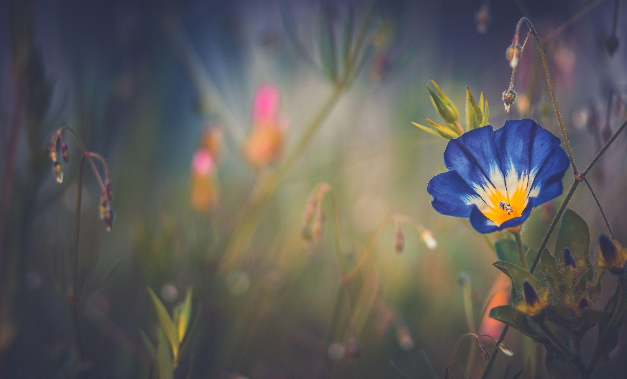 2048x1239 Blue Morning Glory Flower, HD Flowers, 4k Wallpaper, Image