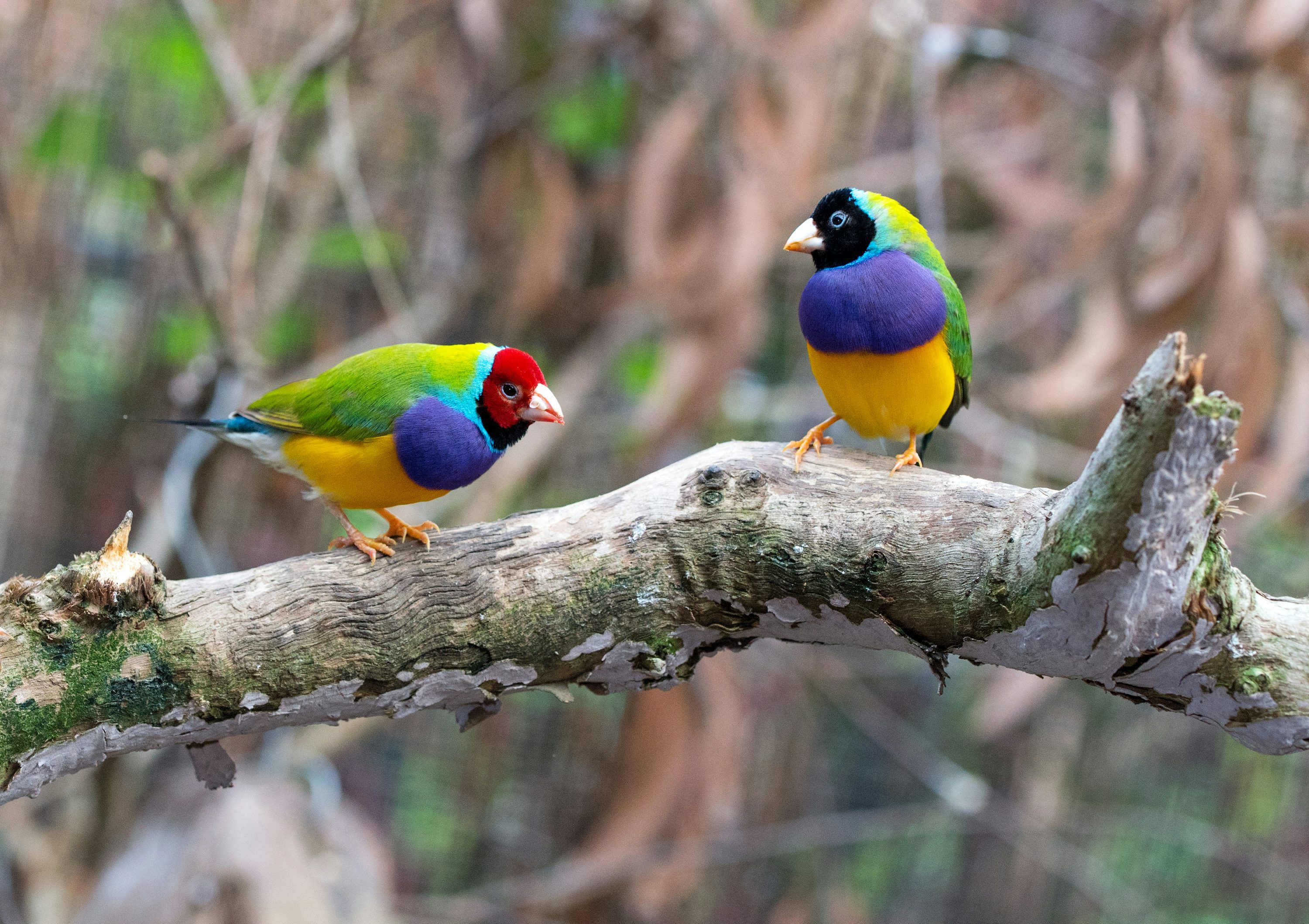 3000x2119 Australian Bird Picture. Download Free Image