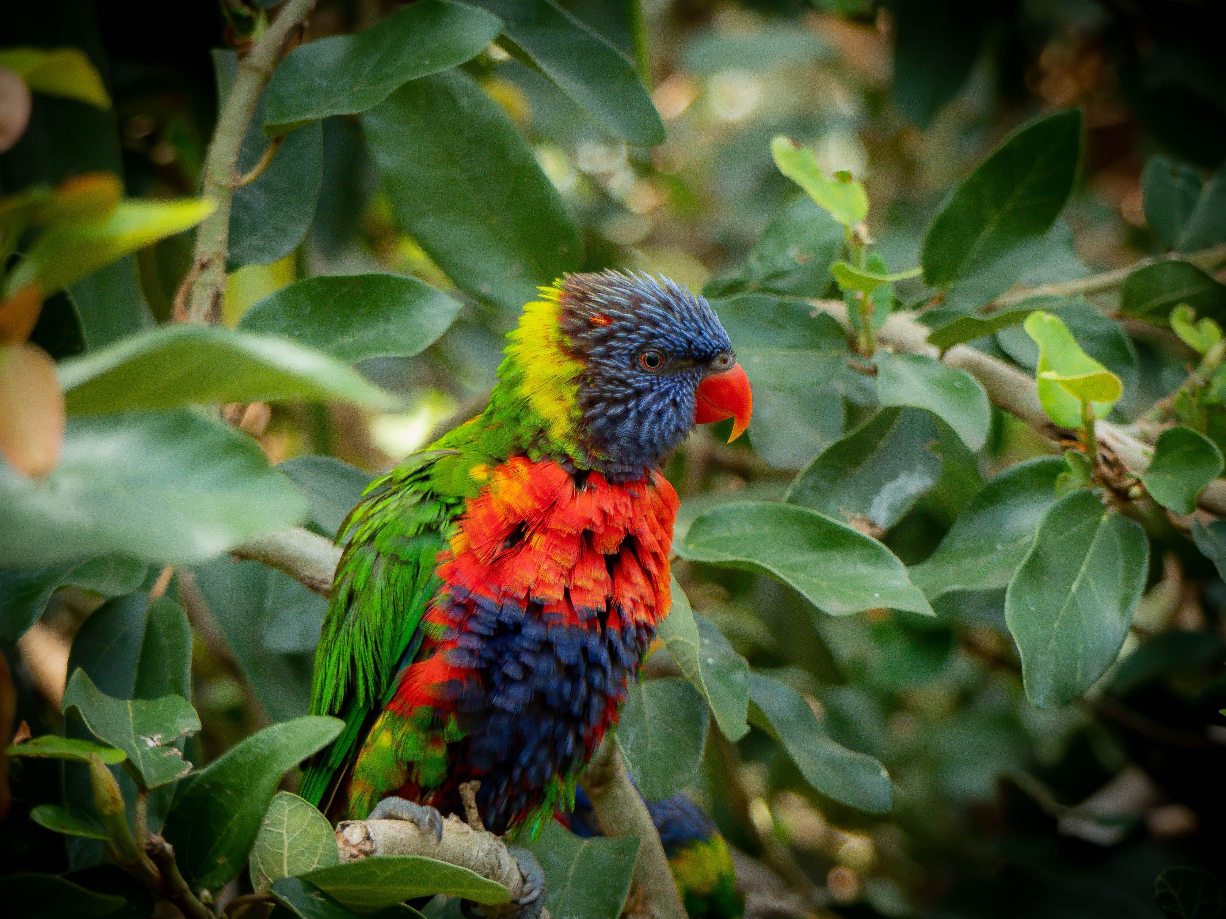 4000x3000 Australian Bird Photo, Download The BEST Free Australian Bird & HD Image
