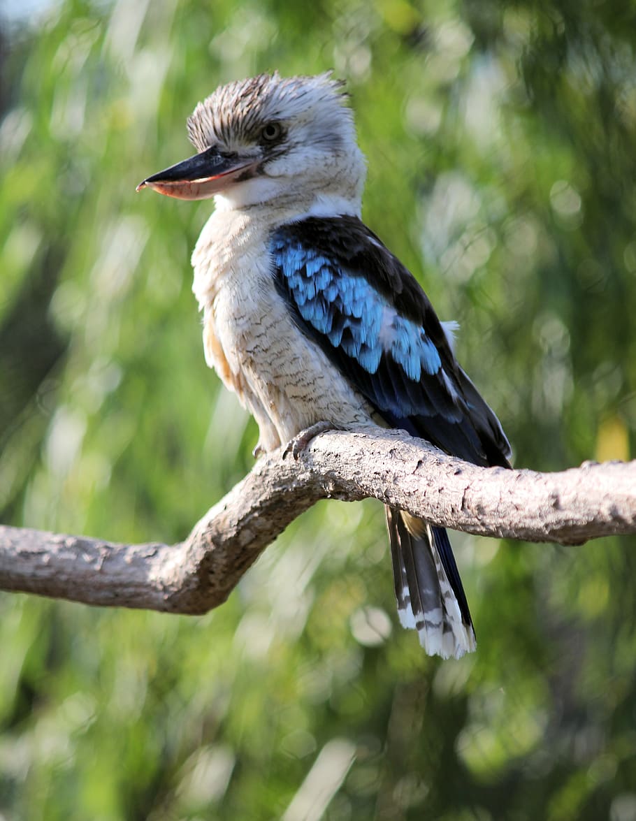 910x1175 Australian birds 1080P, 2K, 4K, 5K HD wallpaper free download